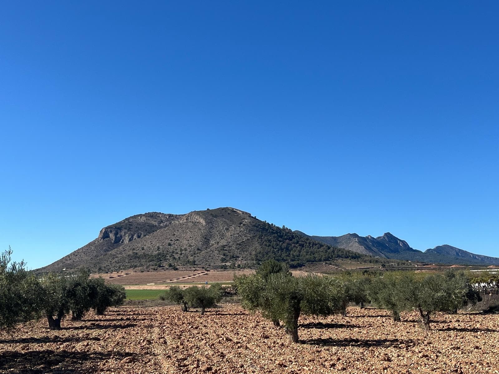 For sale: a 21,568 m² plot located in the peaceful and picturesque area of La Romana. The land is classified as rústica and is ideal for building a single-family home surrounded by nature.

The plot is situated along the road known as Camino del Hondón, in the lower part of the route, with easy access via a rural, unpaved road. The terrain offers stunning mountain views, complete privacy, and an exceptionally favorable orientation that provides sunlight throughout the day.

The parcel has access to essential utilities — water and electricity — which greatly facilitates starting construction without the need for additional connection costs.

The plot is very well located, surrounded by other agricultural parcels and the natural landscape of the La Romana region, while still being within a short distance of Aspe and Hondón de las Nieves.

La Romana is renowned for its pleasant microclimate and long-standing tradition of producing excellent regional wines. Those who choose to build a home in this location will be able to enjoy the exceptional climate of the area and savour the wonderful local wines that these lands offer