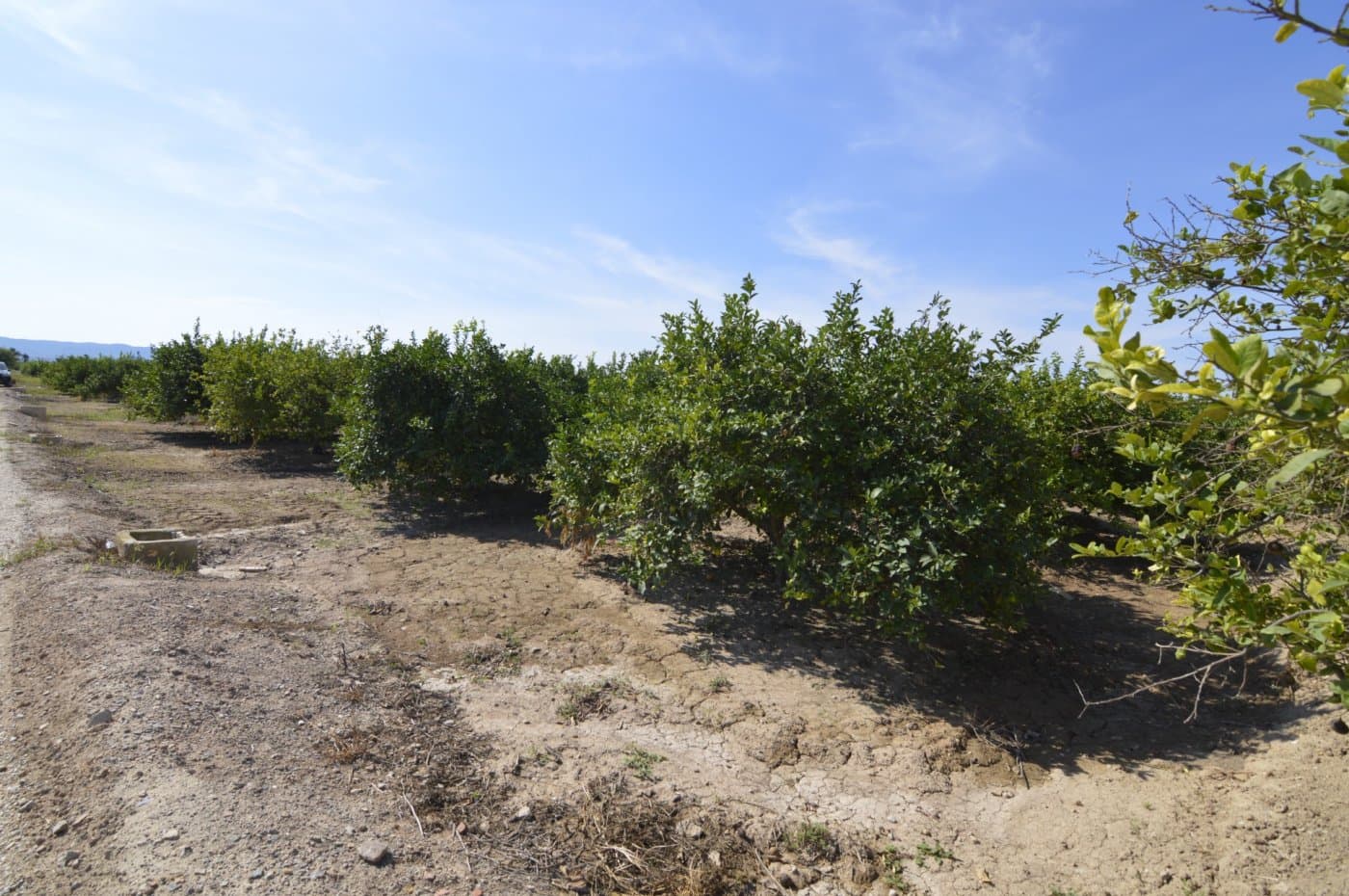 Rural land of 5,427m2 for sale in the Vereda Los Cacheros area in Santomera, Murcia. Rustic agrarian type, currently it is planted with lemon trees with traditional irrigation from the Acequia Zaraiche.  Due to its dimensions, there is the possibility of building on the land.