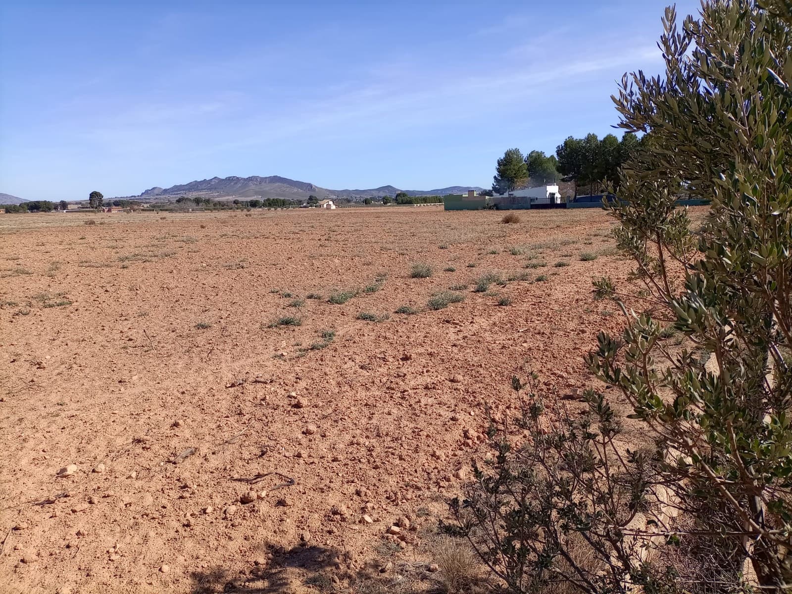 Rectangular plot of land of 22.000 m2 to build your own house in Yecla. It has irrigation water and you can connect to the electricity net. 2% of the plot can be build incl. pool. If you build a two-storey house only the ground floor counts.