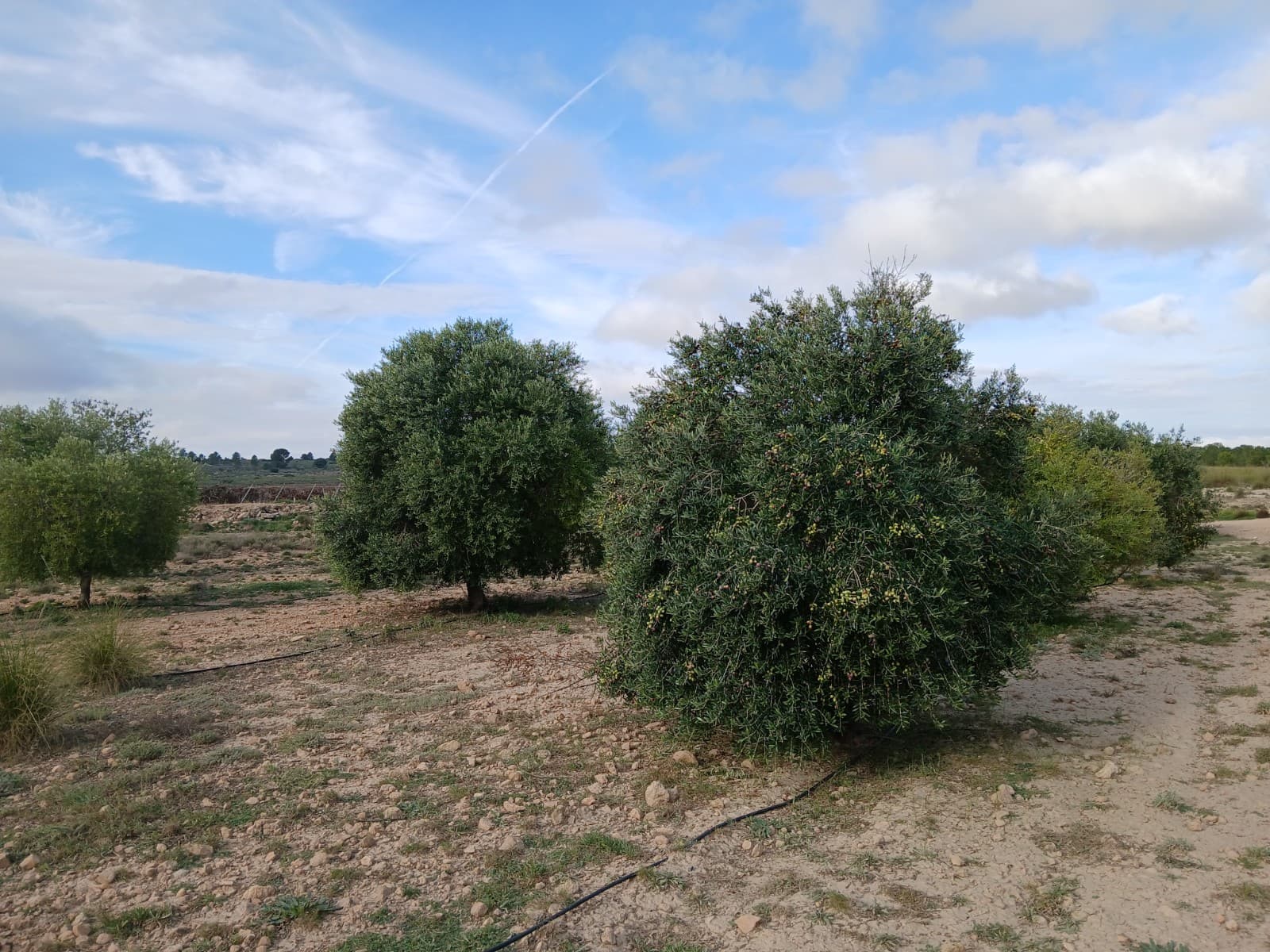 2 plots sold together. 1 of 3797m2 with mature olive trees and 1 of 6011m2 with vines, 1 minute apart by car. Possibility to connect to irrigation water, the irrigation hoses are already there. There is space for a caravan, mobile home, chalet, container home, or you can build your own house. Also possible to get electricity or if you want to be off grid you can use solar panels with battery.
