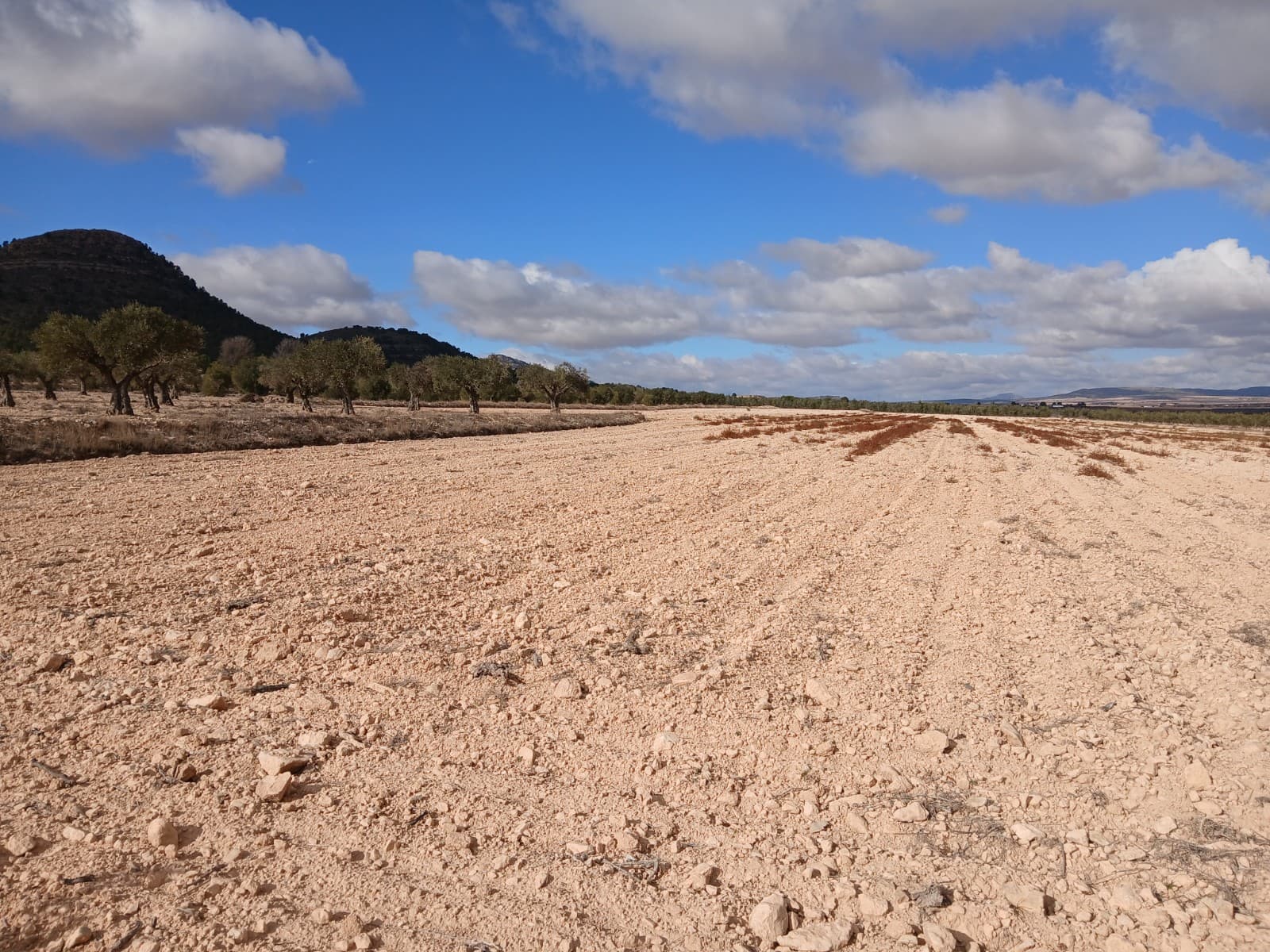 More then 110.000m2 to build your own house/houses. Would be interesting for a developer as well to build en then sell the plots with houses on it.Included: Plot of 19.800 m2Plot of 25.000 m2 with vineyardHuge plot of 65.512 m2 can be interesting to build an equestrian centreAll plots have there own water connection. Plots are not sold separately! If you want to resell the plots, you can choose to separate the plots and sell them as individual building plots. In Yecla you will need 20.000 m2 to build.