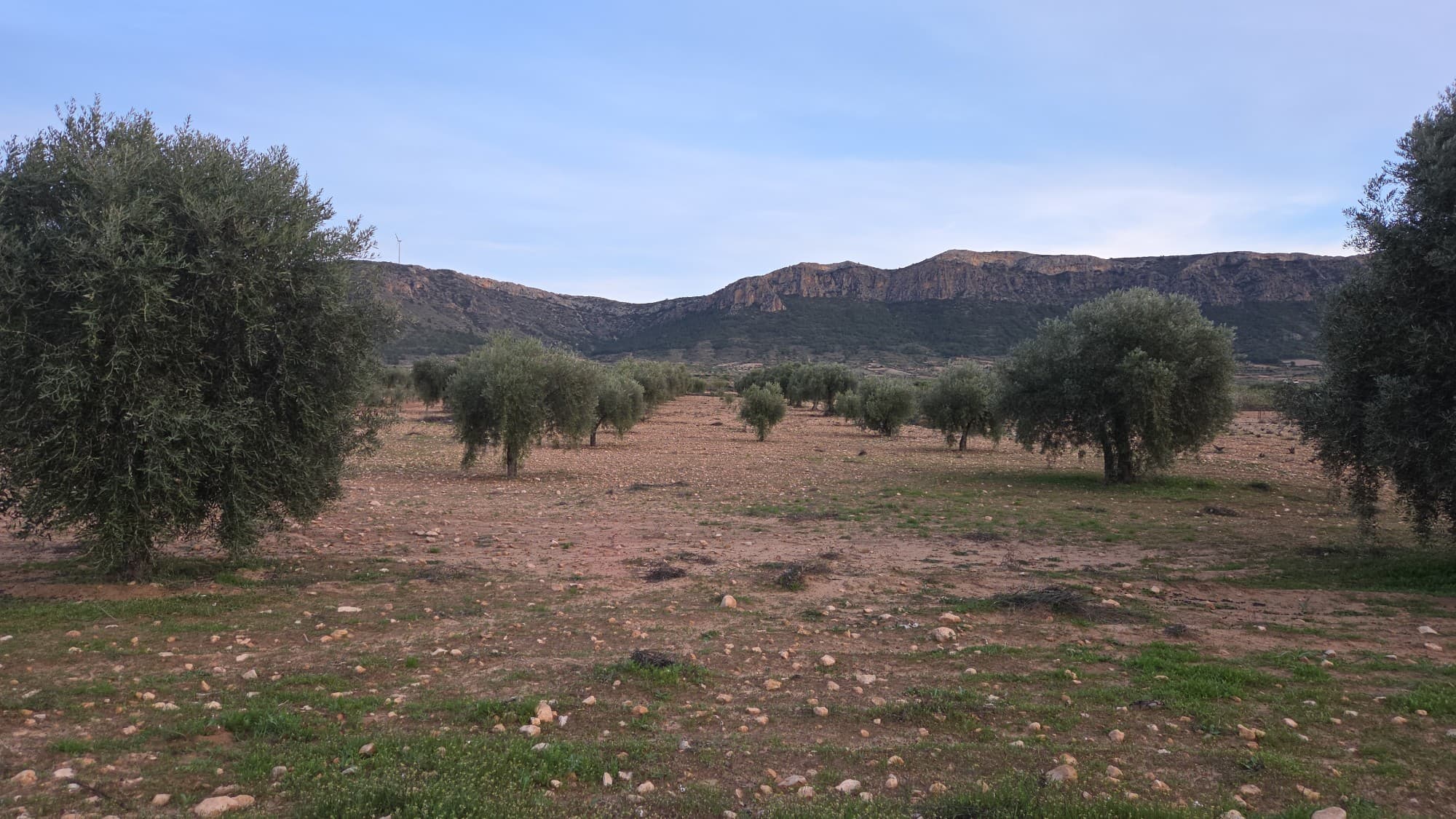 Building plot of 7.733m2 with mature olive trees in Jumilla, Murcia. The plot has no electricity connection, but a drinking water connection is possible.