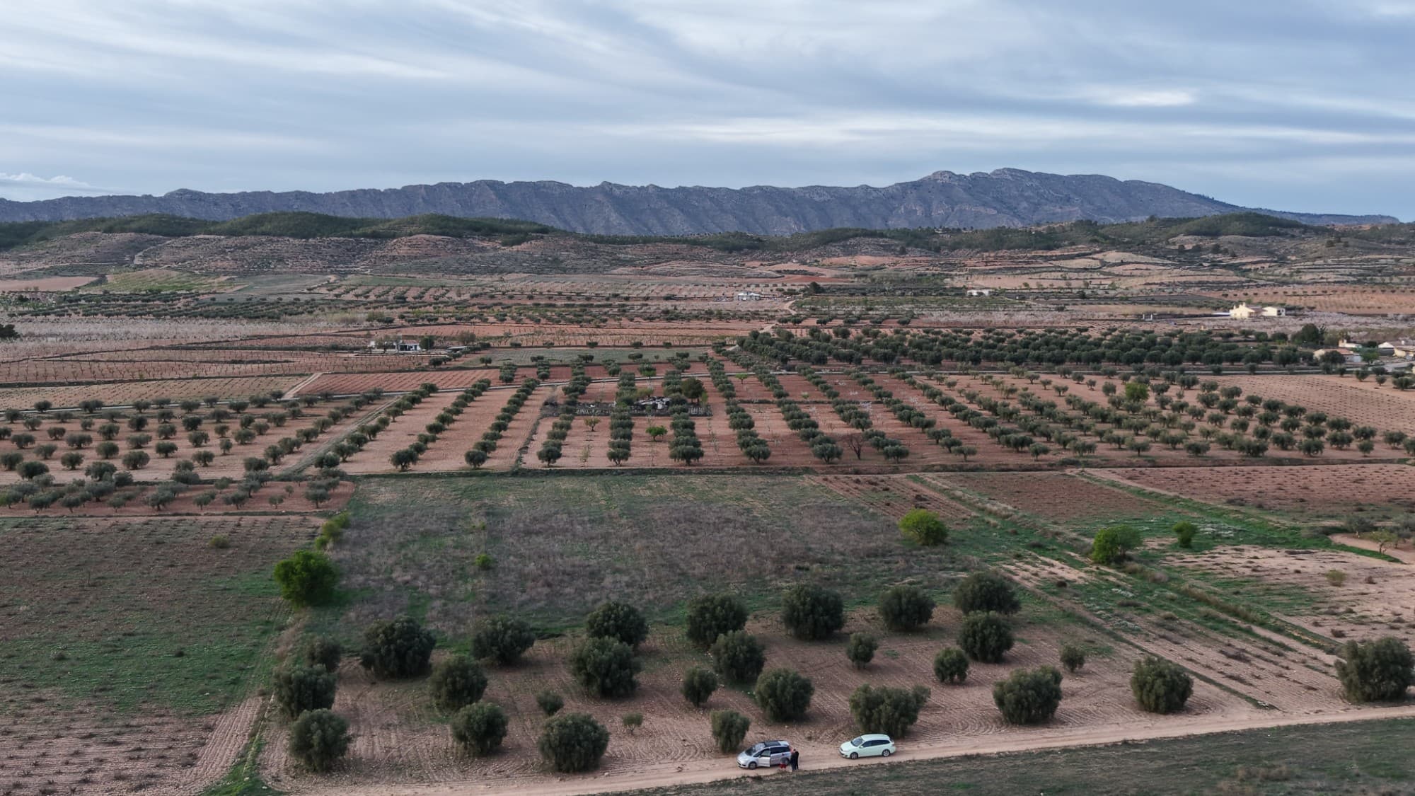 Building plot of 13.701 m2 with mature olive trees in Jumilla, Murcia. The plot has no electricity connection, but a drinking water connection is possible.