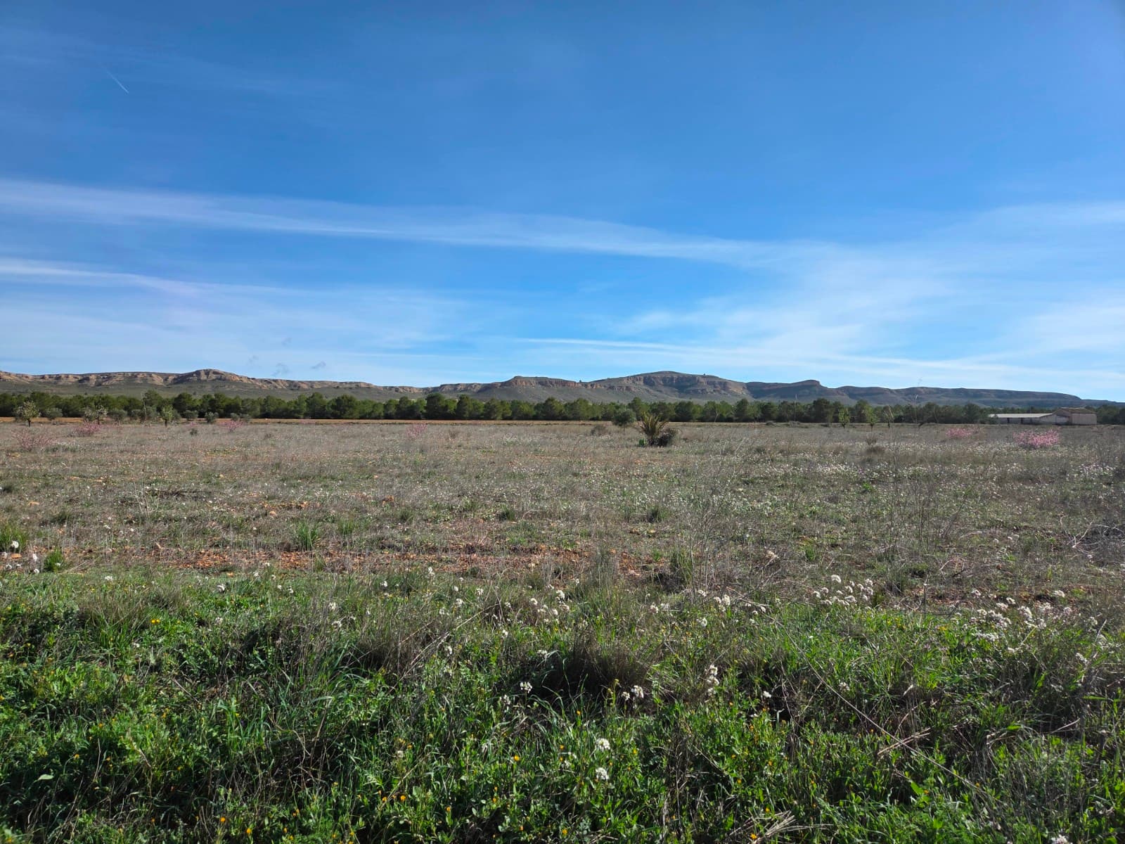 Building plot of 29.940m2 with irrigation water in Yecla. The plot has no electricity. The access road is fully asphalted, with exception of the last meter. The plot is nice and flat and included a few olive and almond trees. The views on the surrounding mountains are beautiful.