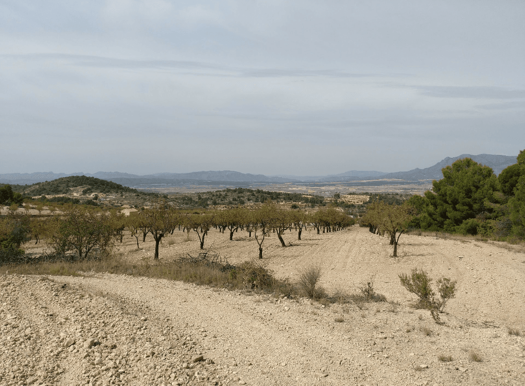 Parcela de 5.020 metros cuadrados en términos de Abanilla. Tiene algunos árboles frutales como almendros y olivos. Es edificable Tiene la posibilidad de poner agua y electricidad.Somos especialistas en la Costa Blanca y Costa Cálida que se especializan en las regiones del interior de Alicante y Murcia con un énfasis particular en Elda, Pinoso, Aspe, Elche y las áreas circundantes. Somos una empresa establecida, bien conocida y confiable que ha construido una sólida reputación entre compradores y vendedores desde que comenzamos a comercializar en 2004. Ofrecemos un servicio completo sin cargos ocultos o sorpresas, comenzando con la compra de la propiedad, hasta la finalización, y un servicio posventa incomparable que incluye administración de propiedades, servicios de construcción y ayuda y consejos generales para que su nueva casa sea un hogar. Con una cartera de más de 1400 propiedades en venta, confiamos en que podemos ayudar, así que háganos saber su propiedad, presupuesto y ubicación preferidos, y nosotros haremos el resto.