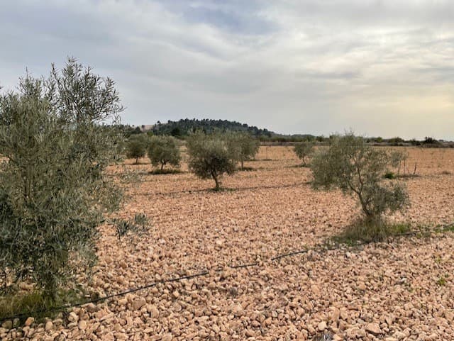 Terreno edificable con maravilloso paisaje de 360º. Dispone de agua de riego (5 actuaciones y 2 puntos para su abastecimiento). ¡Se permite usar un total de 3.750.000 litros por año en esta parcela! Terreno de buena calidad para todo tipo de cultivos, tiene 250 olivos en producción y unos 60 frutales: higueras, nogales, manzanos, cerezos, ciruelos,...). Carretera asfaltada hasta unos 200 metros de la finca y buen acceso por camino de ripio. Hay varias casas habitadas no muy lejos y es una zona muy tranquila. Se pueden construir viviendas unifamiliares (5%) y naves agrícolas e industriales (40%) del total de la parcela según la normativa vigente. Se necesitan 20.000 m² para construir en el término municipal de Yecla (en la misma parcela o adosándola a otras). También es segregable, (mínimo 2.500 m²). El terreno se encuentra en el Paraje de Las Gamellejas, junto a la salida 41 de la autovía A-33, a unos 10km de Yecla. Es el lugar perfecto para instalarse en un entorno rural y tranquilo sin dejar todos los servicios que podamos necesitar en algún momento. La parcela viene con la confirmación por escrito de que la parcela se puede construir (cedula urbanistica). La parcela también se puede dividir en dos parcelas de construcción separadas. Gran oportunidad de inversión. Somos especialistas en la Costa Blanca y Costa Cálida con especialización en las regiones del Interior de Alicante y Murcia con especial énfasis en Elda, Pinoso, Aspe, Elche y alrededores. Somos una empresa establecida, bien conocida y de confianza que ha construido una sólida reputación entre compradores y vendedores desde que comenzamos a operar en 2004. Ofrecemos un servicio completo sin cargos ocultos ni sorpresas, desde el abastecimiento de la propiedad hasta su finalización. y un servicio postventa inigualable que incluye administración de propiedades, servicios de construcción y ayuda y asesoramiento general para hacer de su nueva casa un hogar. Con una cartera de más de 1400 propiedades en venta, estamos seguros de que podemos ayudarlo, así que háganos saber su propiedad preferida, presupuesto y ubicación, y nosotros haremos el resto.