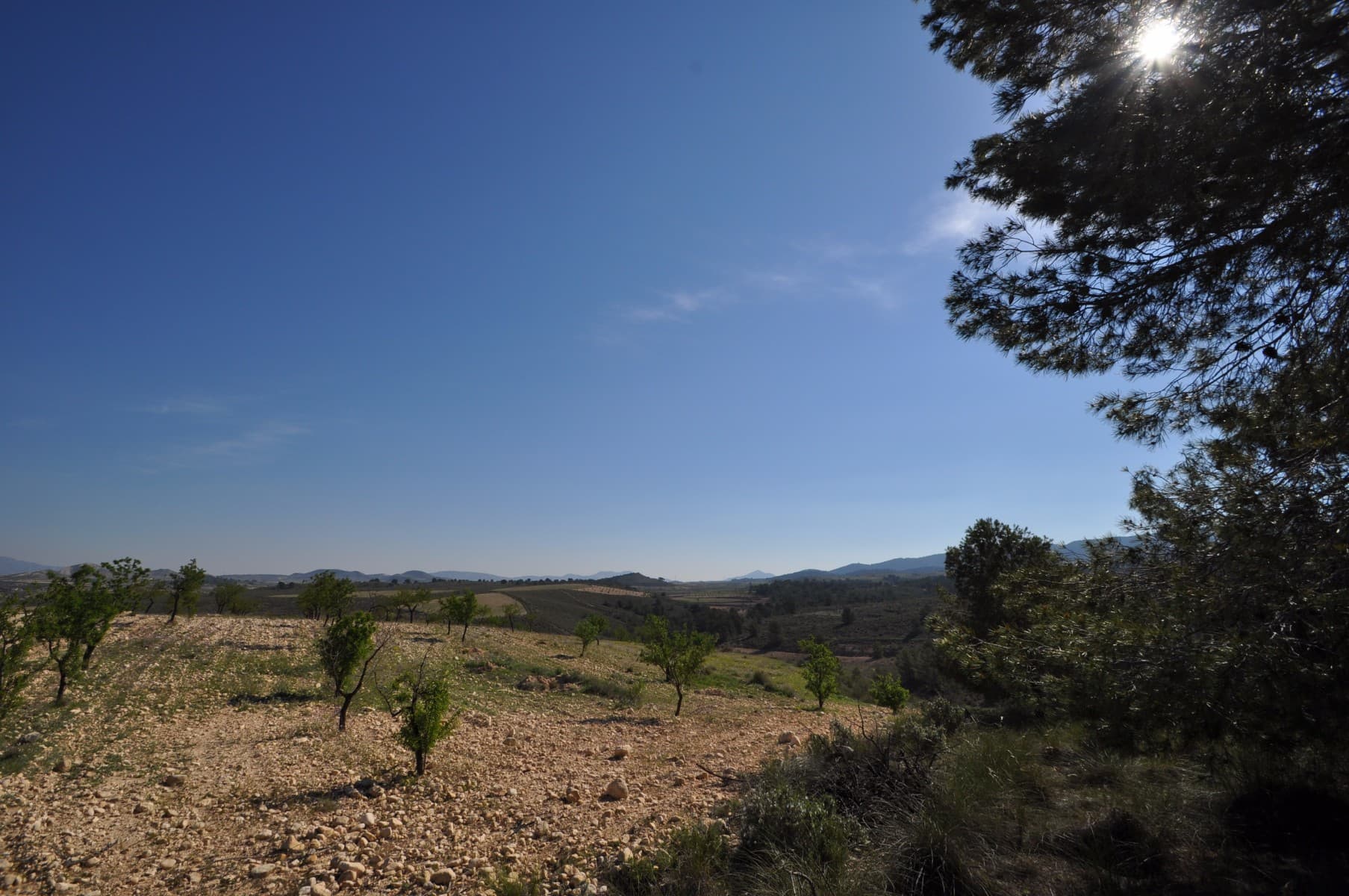 Esta parcela está ubicada en la impresionante ubicación de La zarza y se encuentra en el borde del Parque Nacional de Sierra De La Plia. Con una gran cantidad de pistas para caminar y andar en bicicleta en esta área, es popular entre los turistas y los lugareños por igual. Las parcelas vendrán con la confirmación por escrito del ayuntamiento de que las parcelas se pueden construir junto con la confirmación por escrito de que el agua y la electricidad son posibles para la parcela (cotizaciones también disponibles). En esta zona el ayuntamiento permite las siguientes edificaciones. Propiedades de un solo nivel hasta 250m2 y dos niveles de 200m2 y 200m2. Si este se ve y suena como la trama para usted, haga clic en el enlace a continuación para organizar su visualización hoy. Somos especialistas en la Costa Blanca y Costa Cálida con especialización en el interior de Alicante y Murcia con especial énfasis en Elda, Pinoso, Aspe, Elche y alrededores. Somos una empresa establecida, bien conocida y de confianza que ha construido una sólida reputación entre compradores y vendedores desde que comenzamos a comercializar en 2004. Ofrecemos un servicio completo sin cargos ocultos ni sorpresas, comenzando con el abastecimiento de la propiedad, hasta su finalización. y un servicio postventa inigualable que incluye administración de propiedades, servicios de construcción y ayuda y asesoramiento general para hacer de su nueva casa un hogar. Con una cartera de más de 1400 propiedades a la venta, estamos seguros de que podemos ayudar, así que háganos saber su propiedad preferida, presupuesto y ubicación, y nosotros haremos el resto.