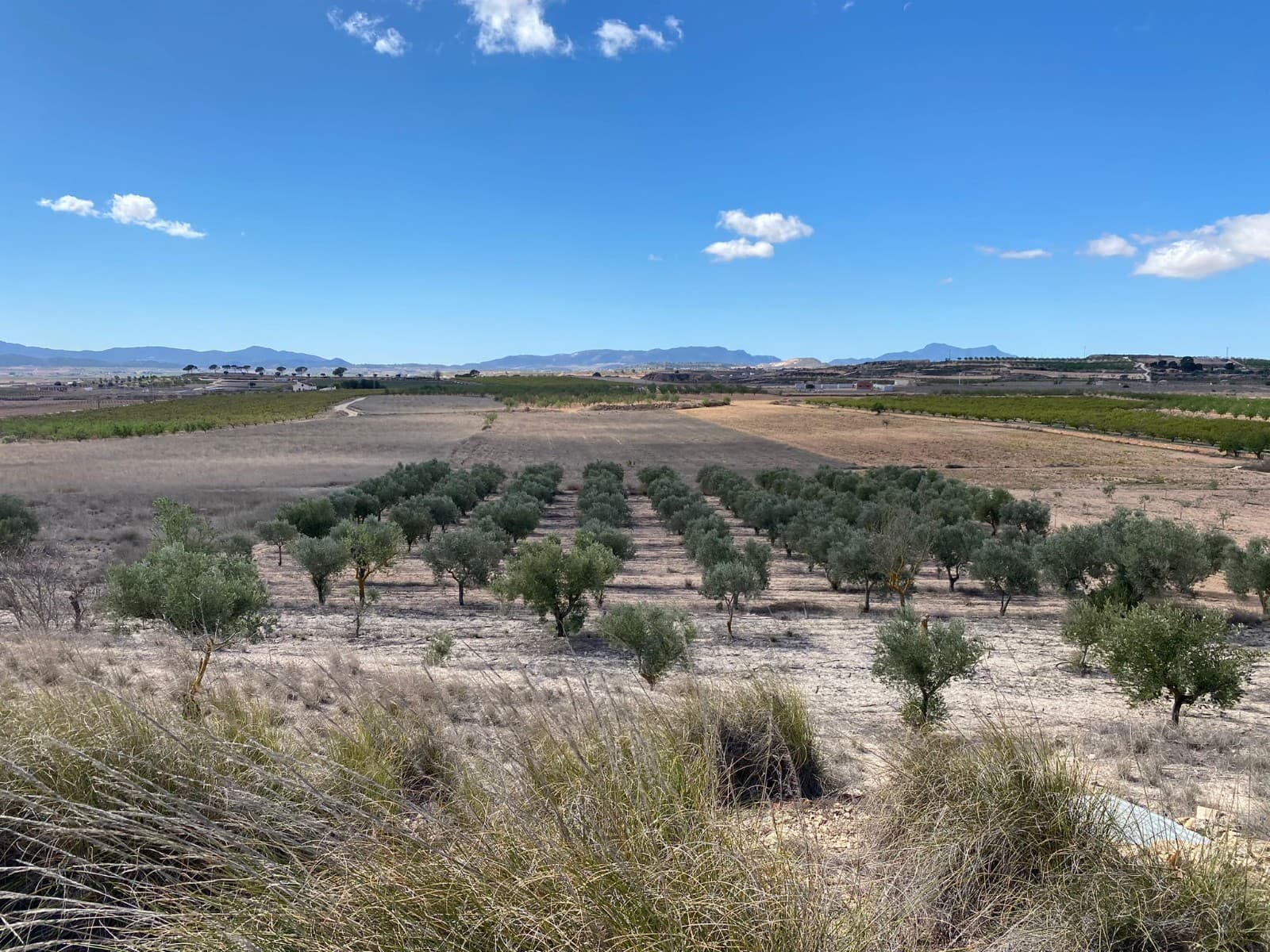 Esta propiedad excepcional abarca 20.357 metros cuadrados y cuenta con una pequeña casa cueva, que ofrece una combinación única de encanto rústico y posibles oportunidades de desarrollo. Dividida en dos secciones, la primera parcela abarca 5.152 metros cuadrados y cuenta con florecientes olivos, mientras que la segunda parcela, de 15.205 metros cuadrados, espera su visión creativa. Con la posibilidad de construir hasta el 2% del área total del terreno, esta propiedad presenta interesantes perspectivas de expansión o desarrollo. Además, la parcela se beneficia del agua de riego, lo que garantiza la vitalidad continua de cualquier proyecto agrícola, y tiene acceso a electricidad cercana, lo que facilita posibles proyectos de construcción. Tenemos una gran cartera de propiedades en las zonas de la Costa Blanca y Costa Cálida, especializándonos en propiedades de campo, villas, fincas, solares edificables y opciones de diseño y construcción en las regiones de Alicante y Murcia con especial énfasis en Elda, Monovar, Pinoso, Sax. , Villena, Aspe, Fortuna, Albacete y muchas más zonas de los alrededores. Nos establecimos desde 2004 y contamos con décadas de experiencia en el equipo que aportamos para ayudarlo a encontrar y asegurar la nueva casa de sus sueños. Te ayudamos en cada paso del camino para asegurarnos de que tu compra en España sea segura y sin complicaciones. No estamos aquí para venderle una propiedad, estamos aquí para ayudarlo a realizar su sueño y encontrar lo que es adecuado para usted. Con nosotros estás en las manos más seguras. Contáctanos ahora para conversar sin compromiso sobre cómo tú también puedes hacer realidad tus sueños.