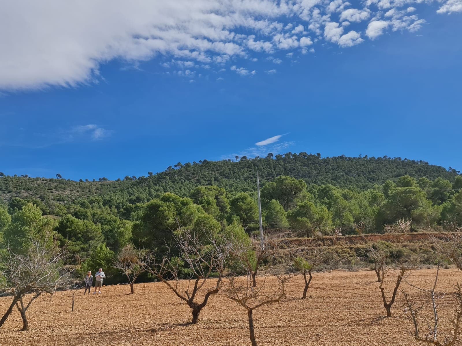 Presentamos una excelente oportunidad de poseer un pedazo de tranquilidad en el campo. Esta amplia parcela de terreno abarca unos impresionantes 14.546 metros cuadrados y ofrece un amplio espacio para que se desarrolle su visión. Salpicado de almendros maduros, el paisaje presenta un pintoresco telón de fondo para su futura morada. La comodidad se combina con el potencial con conexiones de agua y electricidad cercanas, lo que facilita el proceso de hacer realidad la casa de sus sueños. Con su generoso tamaño que supera los 10.000 metros cuadrados, aproveche el margen de construcción permitido de hasta el 2 %, lo que garantiza un amplio espacio para sus aspiraciones. Aproveche la oportunidad de crear su refugio ideal en medio del abrazo de la naturaleza. Ya sea que esté imaginando una finca en expansión o una pintoresca escapada al campo, esta parcela de terreno proporciona el lienzo para que sus sueños florezcan. No se lo pierda: reclame su participación y comience a construir la casa de sus sueños hoy. Tenemos una gran cartera de propiedades en las zonas de la Costa Blanca y Costa Cálida, especializándonos en propiedades de campo, villas, fincas, solares edificables y opciones de diseño y construcción en las regiones de Alicante y Murcia con especial énfasis en Elda, Monovar, Pinoso, Sax. , Villena, Aspe, Fortuna, Albacete y muchas más zonas de los alrededores. Nos establecimos desde 2004 y contamos con décadas de experiencia en el equipo que aportamos para ayudarlo a encontrar y asegurar la nueva casa de sus sueños. Te ayudamos en cada paso del camino para asegurarnos de que tu compra en España sea segura y sin complicaciones. No estamos aquí para venderle una propiedad, estamos aquí para ayudarlo a realizar su sueño y encontrar lo que es adecuado para usted. Con nosotros estás en las manos más seguras. Contáctanos ahora para conversar sin compromiso sobre cómo tú también puedes hacer realidad tus sueños.