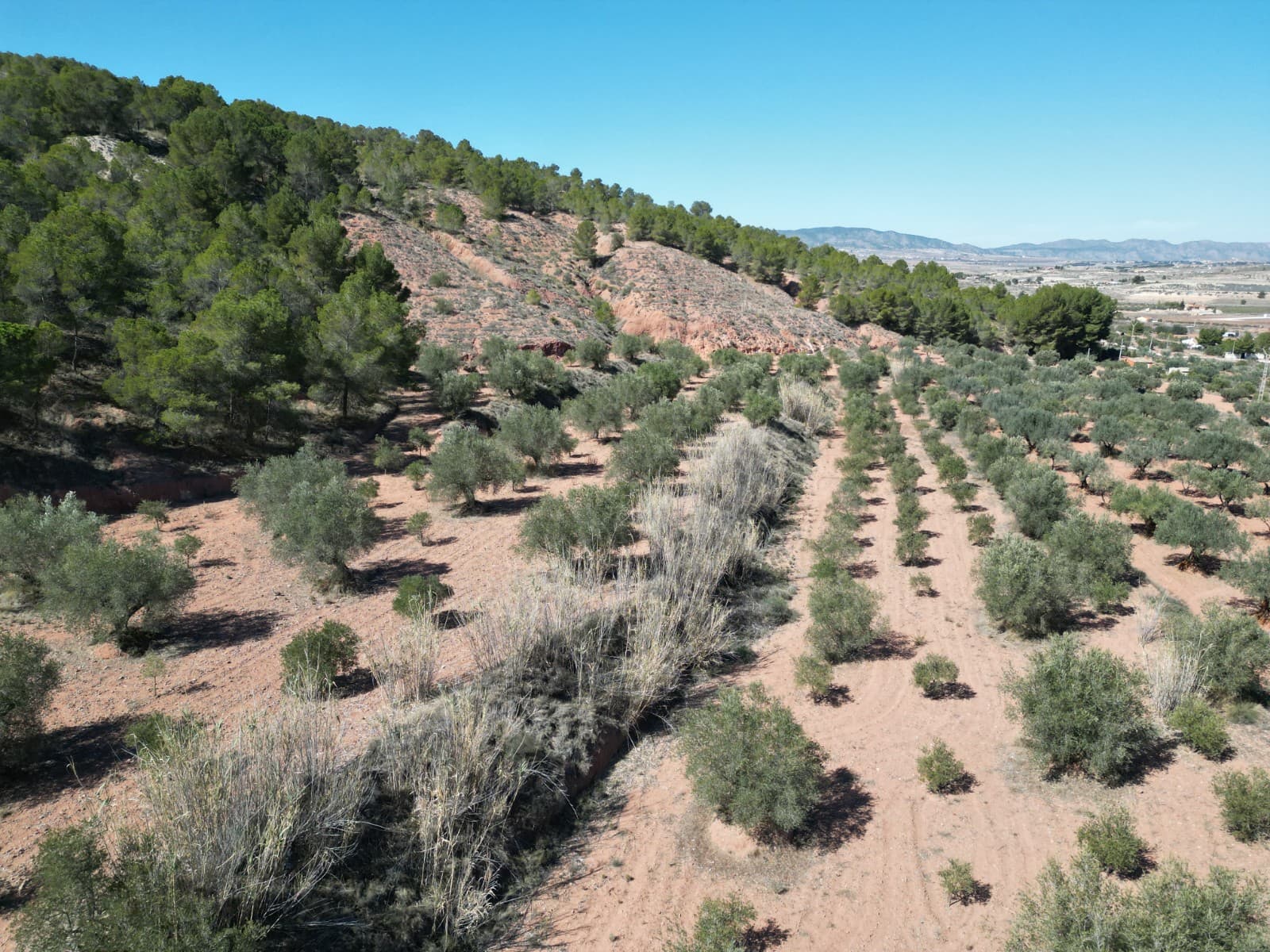 ¡Bienvenido a una atractiva oportunidad para actividades agrícolas! Esta parcela de terreno se extiende por 2.000 metros cuadrados y ofrece un terreno fértil para cultivar y adoptar un estilo de vida agrícola sostenible. Ubicada en el campo, esta parcela ofrece un entorno ideal para actividades agrícolas. Ya sea que imagine cultivar vegetales, frutas o flores, esta tierra ofrece un amplio espacio para hacer realidad sus aspiraciones agrícolas. Con su tamaño manejable, esta parcela es perfecta para personas o familias que buscan establecer una operación agrícola a pequeña escala. Aprovecha la oportunidad de cultivar la tierra y disfruta de las recompensas de tus cosechas en este pintoresco entorno rural. No pierda la oportunidad de dejar su huella en esta fértil parcela: programe una visita hoy y comience a planificar su proyecto agrícola. Tenemos una gran cartera de propiedades en las zonas de la Costa Blanca y Costa Cálida, especializándonos en propiedades de campo, villas, fincas, solares edificables y opciones de diseño y construcción en las regiones de Alicante y Murcia con especial énfasis en Elda, Monovar, Pinoso, Sax. , Villena, Aspe, Fortuna, Albacete y muchas más zonas de los alrededores. Nos establecimos desde 2004 y contamos con décadas de experiencia en el equipo que aportamos para ayudarlo a encontrar y asegurar la nueva casa de sus sueños. Te ayudamos en cada paso del camino para asegurarnos de que tu compra en España sea segura y sin complicaciones. No estamos aquí para venderle una propiedad, estamos aquí para ayudarlo a realizar su sueño y encontrar lo que es adecuado para usted. Con nosotros estás en las manos más seguras. Contáctanos ahora para conversar sin compromiso sobre cómo tú también puedes hacer realidad tus sueños.