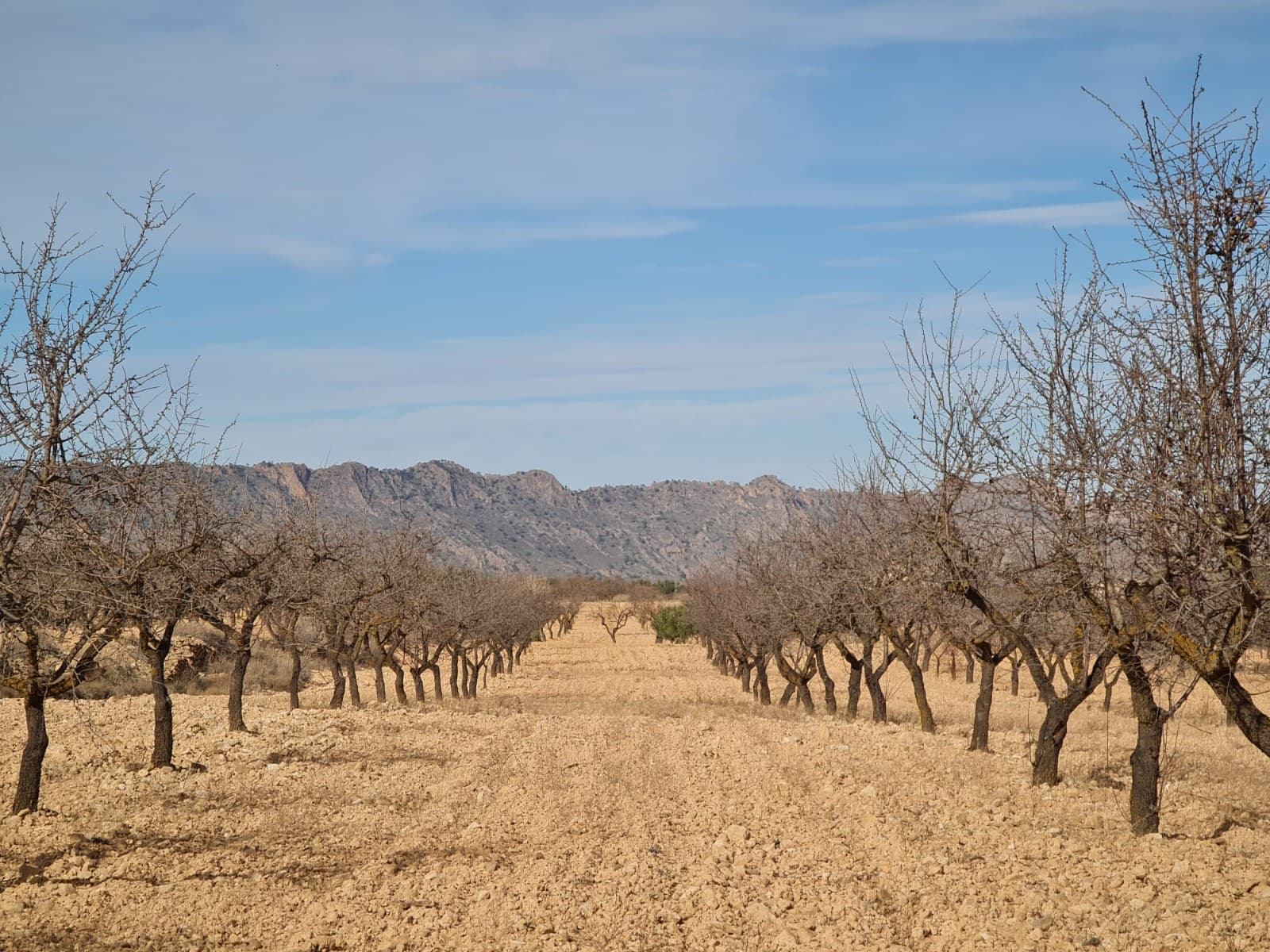 Precioso terreno en venta de 9.973 metros cuadrados. Con buena carretera de acceso, estupendas vistas panorámicas y a poca distancia del tranquilo pero bonito pueblo de Raspay. La parcela está plantada de almendros maduros. La parcela tal como está no se puede construir ya que se necesitan 20.000 m2 para construir en la zona de Yecla. Sin embargo, tenemos otras parcelas que se pueden adquirir y vincular a esta parcela para poder construir sobre ella; consúltenos para más detalles. Esta parcela se encuentra aproximadamente a 12 minutos de la ciudad de Pinoso y a 2 minutos del pueblo de Rasapy, a poca distancia del bar/restaurante local. No hay electricidad en la parcela, pero contamos con proveedores competitivos de sistemas solares que pueden proporcionar un sistema de 5000 vatios suministrado e instalado por aproximadamente 7000 €. También hay agua disponible en la zona (la parcela contigua tiene agua) - precio por confirmar. Hemos vivido y trabajado en el área desde 2004 y, como tal, tenemos una excelente red de contactos que incluye arquitectos, constructores, comerciantes, etc. Estamos aquí para ayudarlo en cada paso del camino hacia el diseño y la construcción de la nueva casa de sus sueños. Nos aseguramos de que todo el proceso sea fluido y sin complicaciones, brindándote total tranquilidad. Con nosotros estás en buenas manos. Si desea saber más sobre esta parcela o nuestros servicios de diseño y construcción no dude en ponerse en contacto. Si te ha gustado esta propiedad no dudes en contactar con nosotros para organizar una visita, ¡estaremos encantados de ayudarte! Somos especialistas en la Costa Blanca y Costa Cálida con especialización en las regiones del Interior de Alicante y Murcia con especial énfasis en Elda, Pinoso, Aspe, Elche y alrededores. Somos una empresa establecida, reconocida y confiable que se ha ganado una sólida reputación entre compradores y vendedores desde que comenzamos a operar en 2004. Ofrecemos un servicio completo sin cargos ocultos ni sorpresas, desde la adquisición de la propiedad hasta su finalización. y un servicio postventa inigualable que incluye administración de propiedades, servicios de construcción y ayuda y asesoramiento general para hacer de su nueva casa un hogar. Con una cartera de más de 1400 propiedades en venta, estamos seguros de que podemos ayudar, así que háganos saber su propiedad preferida, su presupuesto y su ubicación, y nosotros haremos el resto.