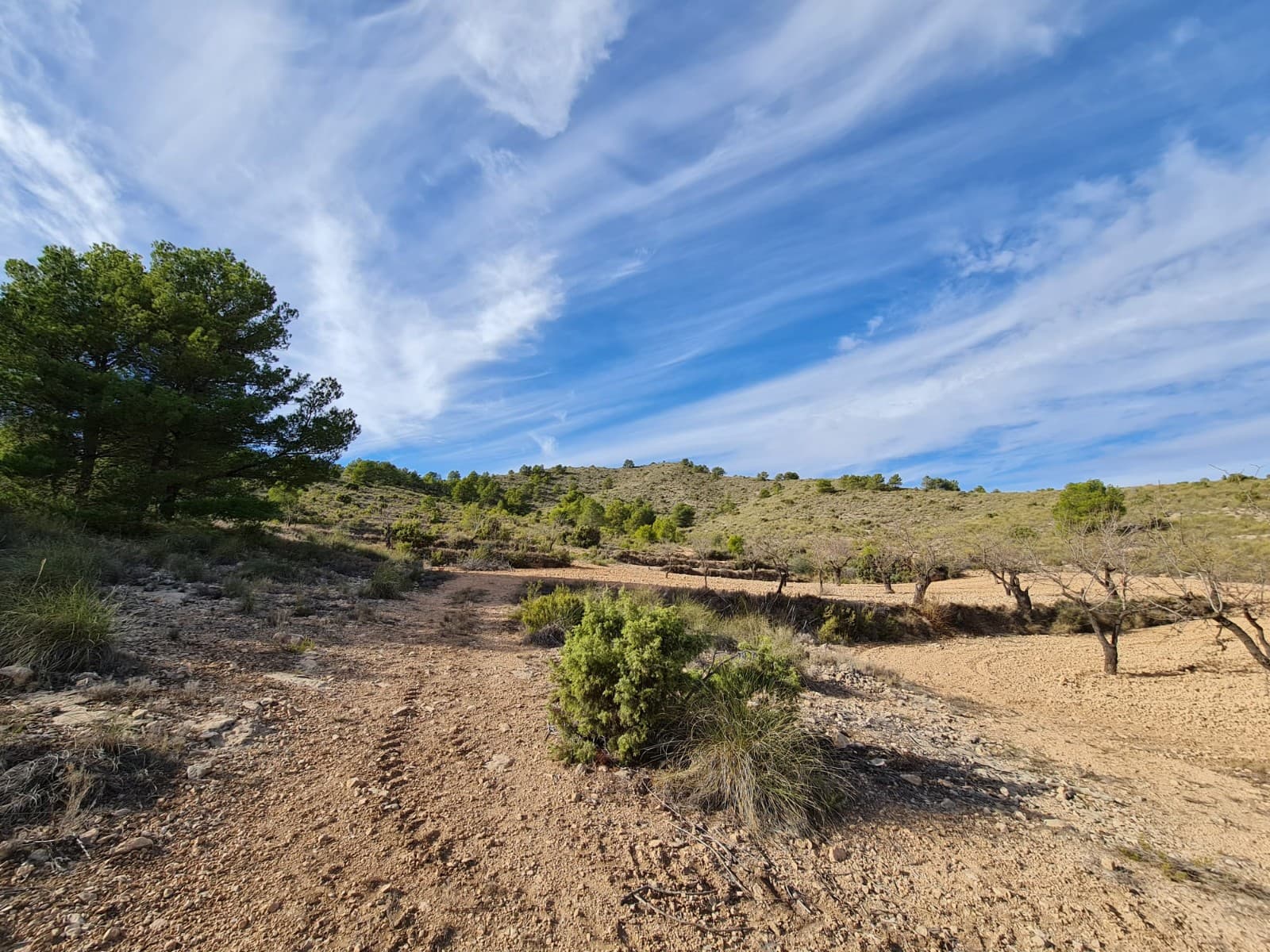 Se vende hermoso terreno de aproximadamente 5.000m2 metros cuadrados. El acceso se realiza a través de un camino, pero las vistas bien merecen el viaje. La parcela ofrece estupendas vistas panorámicas y se encuentra a poca distancia del tranquilo pero bonito pueblo de Raspay. La parcela está plantada con almendros y pinos maduros y se encuentra en la base del parque regional. La parcela tal como está no se puede construir ya que se necesitan 20.000 m2 para construir en la zona de Yecla. Sin embargo, tenemos otras parcelas que se pueden adquirir y vincular a esta parcela para poder construir sobre ella; consúltenos para más detalles. Esta parcela se encuentra aproximadamente a 12 minutos de la ciudad de Pinoso y a 5 minutos del pueblo de Rasapy, a poca distancia del bar/restaurante local. No hay electricidad en la parcela, pero contamos con proveedores competitivos de sistemas solares que pueden proporcionar un sistema de 5000 vatios suministrado e instalado por aproximadamente 7000 €. El agua tendría que ser un depósito. Hemos vivido y trabajado en el área desde 2004 y, como tal, tenemos una excelente red de contactos que incluye arquitectos, constructores, comerciantes, etc. Estamos aquí para ayudarlo en cada paso del camino hacia el diseño y la construcción de la nueva casa de sus sueños. Nos aseguramos de que todo el proceso sea fluido y sin complicaciones, brindándote total tranquilidad. Con nosotros estás en buenas manos. Si desea saber más sobre esta parcela o nuestros servicios de diseño y construcción no dude en ponerse en contacto. Si te ha gustado esta propiedad no dudes en contactar con nosotros para organizar una visita, ¡estaremos encantados de ayudarte! Somos especialistas en la Costa Blanca y Costa Cálida con especialización en las regiones del Interior de Alicante y Murcia con especial énfasis en Elda, Pinoso, Aspe, Elche y alrededores. Somos una empresa establecida, reconocida y confiable que se ha ganado una sólida reputación entre compradores y vendedores desde que comenzamos a operar en 2004. Ofrecemos un servicio completo sin cargos ocultos ni sorpresas, desde la adquisición de la propiedad hasta su finalización. y un servicio postventa inigualable que incluye administración de propiedades, servicios de construcción y ayuda y asesoramiento general para hacer de su nueva casa un hogar. Con una cartera de más de 1400 propiedades en venta, estamos seguros de que podemos ayudar, así que háganos saber su propiedad preferida, su presupuesto y su ubicación, y nosotros haremos el resto.