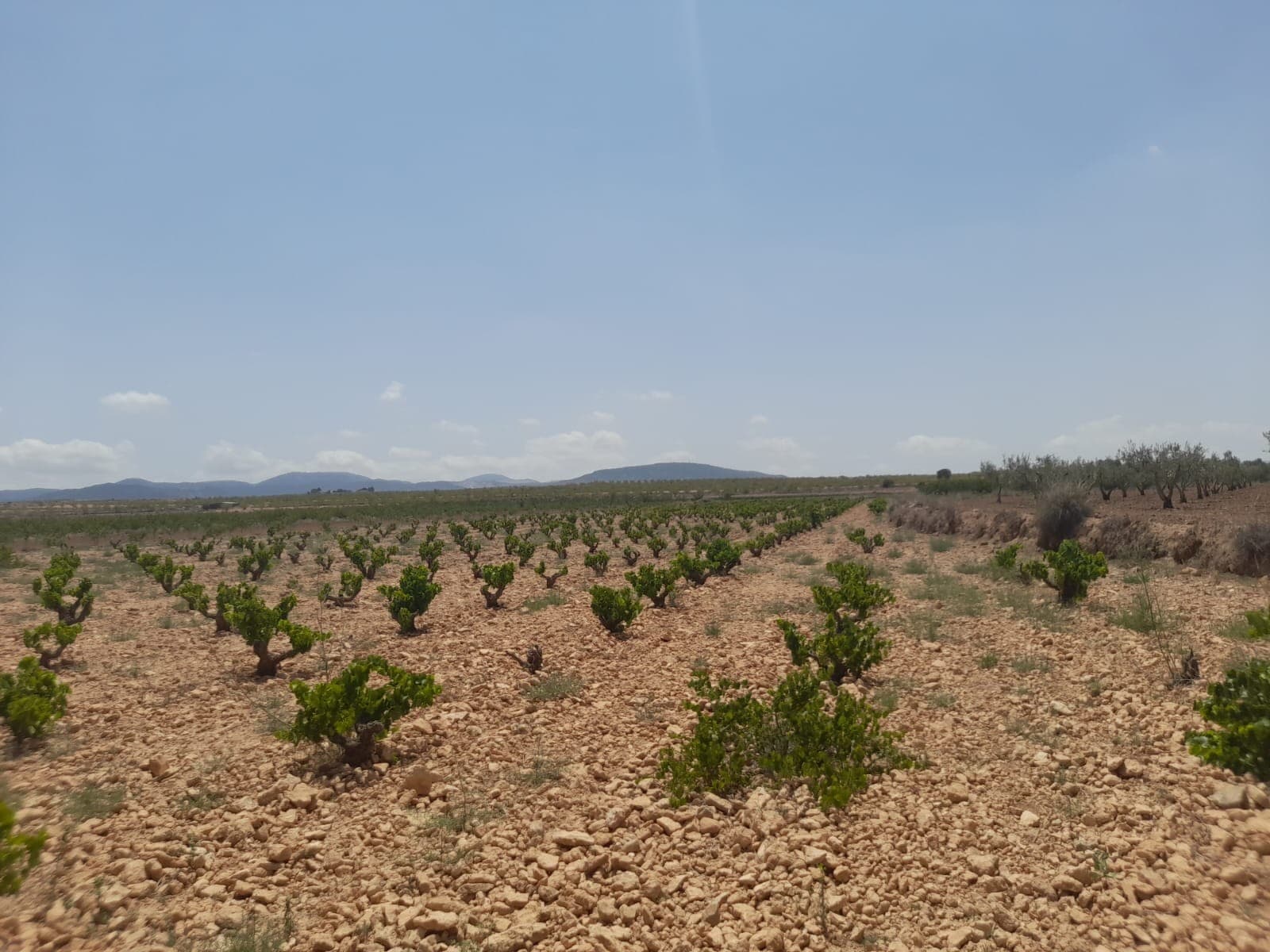 Preciosa parcela situada aproximadamente a 5 minutos del pueblo de Pinoso que ofrece hermosas vistas sobre los viñedos circundantes y el Parque Regional. La parcela viene con agua de riego incluida en el precio, se entrega con presión de la red y se puede usar para lavar, bañar, limpiar, etc. Oficialmente no está permitido beberla, aunque muchos clientes han instalado un sistema de ósmosis con un filtro UV para para cambiarlo a uso potable. La parcela viene con un certificado que confirma que se puede construir. En esta zona se puede construir el 2% del tamaño de la parcela y se pueden subir dos niveles. En pinoso puede encontrar todas las instalaciones del día a día, incluidos bares, restaurantes, centro médico las 24 horas con servicio de ambulancia, supermercados, colegios, bodegas de vino y mucho más. Llevamos 20 años diseñando y construyendo casas en la zona, por lo que tenemos un gran conocimiento y experiencia que podemos aportar para ayudarle a realizar la nueva casa de sus sueños. Estamos aquí para ayudarlo tanto o tan poco como necesite, ya sea simplemente comprar el terreno o construir y entregar la nueva casa de sus sueños. Podemos ayudarlo y guiarlo en cada paso del camino para asegurarnos de que haga realidad sus sueños. Sueña con tiempo y presupuesto. Contamos con nuestro propio constructor interno que puede hacer el trabajo por usted. Sin embargo, usted no depende de nosotros de ninguna manera, ya que trabajamos con todos los constructores de la zona, lo que le brinda total flexibilidad y elección. Además, si decide construir con otro constructor, le ofrecemos un servicio de gestión de proyectos en caso de que lo necesite. Si desea ver esta parcela u otras parcelas edificables que tenemos en nuestros libros, no dude en ponerse en contacto: con nosotros estará en las manos más seguras. Esperamos poder ayudarle a realizar la nueva casa de sus sueños. Si te ha gustado esta propiedad no dudes en contactar con nosotros para organizar una visita, ¡estaremos encantados de ayudarte!