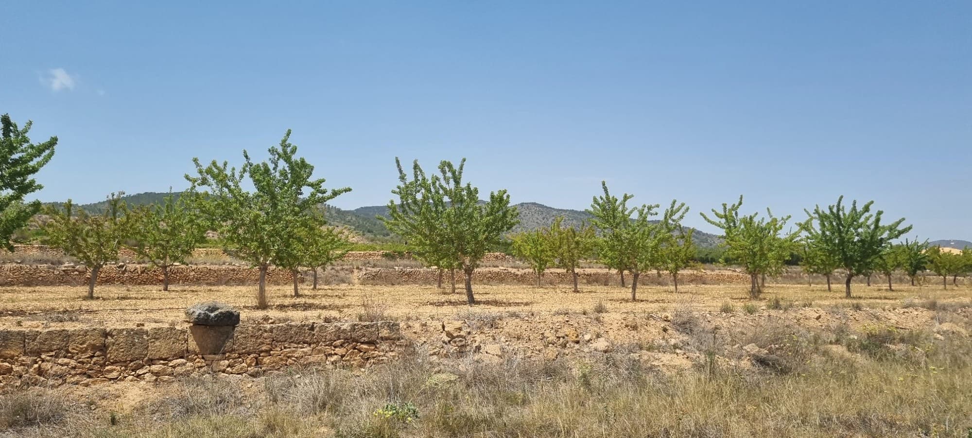 Preciosa parcela situada aproximadamente a 10 minutos de la ciudad de Yecla, con preciosas vistas a los viñedos, huertos frutales y el parque regional de los alrededores. Tenga en cuenta que necesita 20.000 m2 para construir en esta zona; podemos ayudarle a encontrar parcelas más pequeñas para unirlas a esta parcela. Si desea ver esta parcela u otras parcelas edificables que tenemos en cartera, no dude en ponerse en contacto con nosotros: con nosotros estará en las mejores manos. Esperamos poder ayudarle a hacer realidad su nueva casa de ensueño. Contamos con una amplia cartera de propiedades en las zonas de la Costa Blanca y Costa Cálida, especializándonos en propiedades en el campo, villas, fincas, parcelas edificables y opciones de diseño y construcción en las regiones de Alicante y Murcia, con especial énfasis en Elda, Monovar, Pinoso, Sax, Villena, Aspe, Fortuna, Albacete y muchas más áreas circundantes. Estamos establecidos desde 2004 y contamos con décadas de experiencia entre el equipo que ponemos a su disposición para ayudarle a encontrar y asegurar la nueva casa de sus sueños. Le ayudamos en cada paso del proceso para asegurarnos de que su compra en España sea segura y sin complicaciones. No estamos aquí para venderle una propiedad, estamos aquí para ayudarle a hacer realidad su sueño y encontrar lo que es adecuado para usted. Con nosotros está en las mejores manos. Póngase en contacto con nosotros ahora para tener una charla sin compromiso sobre cómo usted también puede hacer realidad sus sueños.
