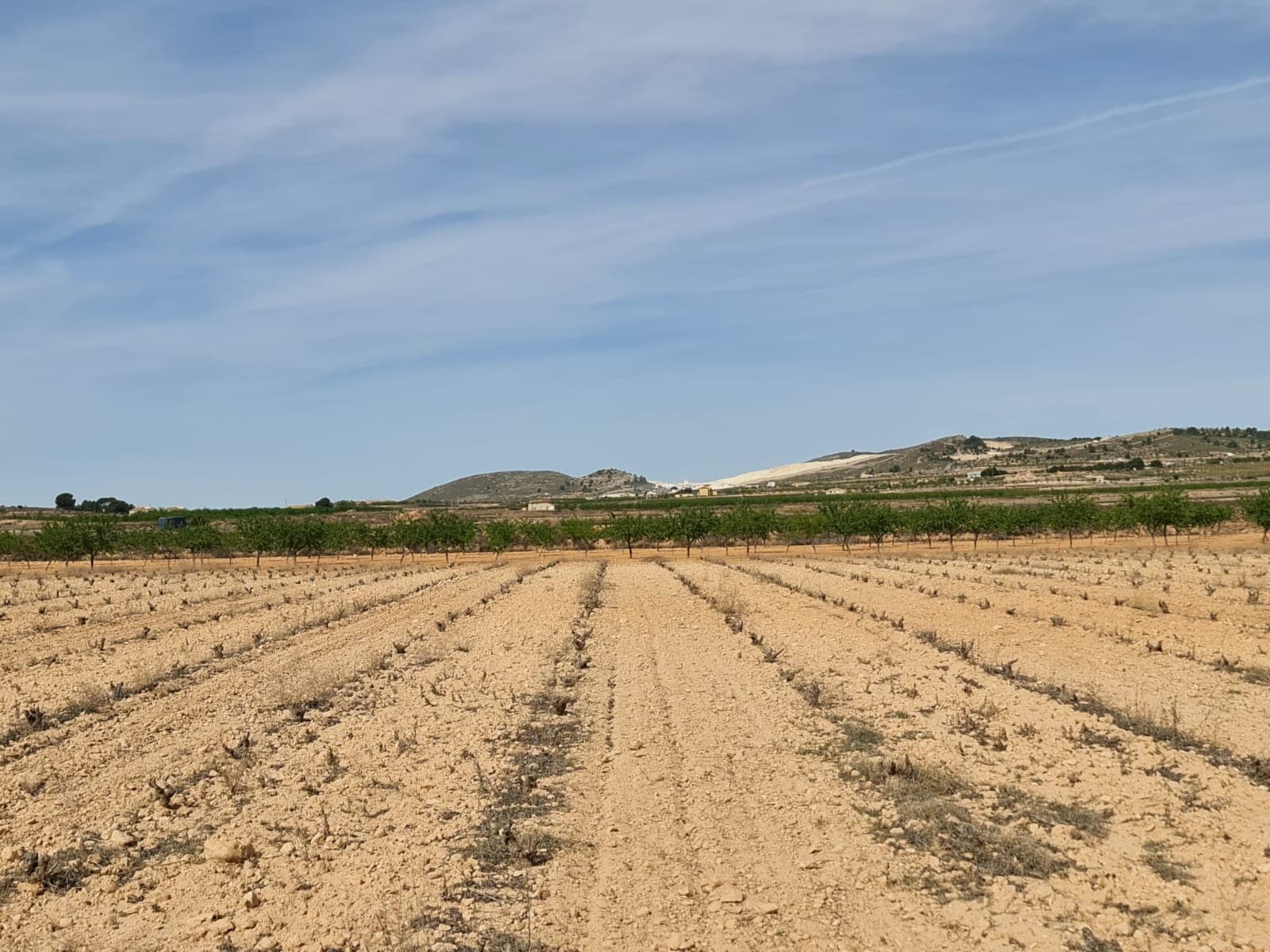 Building plot of 11197m2 located in Pinoso. In this area you can buildup to 2% of the plot size and on two levels. The plot comes with irrigation water. There is an electric point close by. You can build your dream home in Spain and enjoy the lovely views from this plot of land.We have been living and working in the area since 2004 and as such have an excellent network of contacts including architects, builders, trades, etc. we are here to help you every step of the way to designing and building your new dream home. We make sure that the entire process is smooth and hassle free - giving you total peace of mind. With us you are in safe hands. If you'd like to know more about this plot or our design and build services please don't get hesitate to get in touch.With various builders and plots to choose from, we are sure to help you create your new perfect time.Contact us now to view this and other potential building plots for your new project..We have a large portfolio of properties in the Costa Blanca and Costa Calida areas, specialising in country properties, villas, fincas, building plots and design and build options in the Alicante and Murcia regions with a particular emphasis on Elda, Monovar, Pinoso, Sax, Villena, Aspe, Fortuna, Albacete and many more surrounding areas. We have been established since 2004 and have decades of experience between the team which we bring to bear to help you find and secure your new dream home. We help you every step of the way to make sure your purchase in Spain is safe and hassle free. We are not here to sell you a property, we are here to help you realise your dream and find what is right for you. With us you are in the safest hands. Contact us now to have a no obligation chat about how you too can realise your dreams.