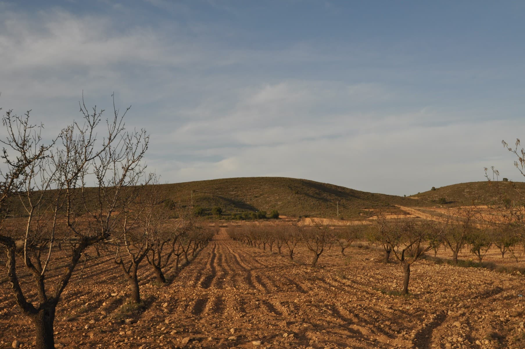 Este solar edificable legal se encuentra en Abanilla. La parcela tiene 50.919,33m2. Podrá construir la casa de sus sueños en España y disfrutar de las hermosas vistas desde esta tierra. Somos especialistas en la Costa Blanca y Costa Cálida con especialización en el interior de Alicante y Murcia con especial énfasis en Elda, Pinoso, Aspe, Elche y alrededores. Somos una empresa establecida, bien conocida y de confianza que ha construido una sólida reputación entre compradores y vendedores desde que comenzamos a comercializar en 2004. Ofrecemos un servicio completo sin cargos ocultos ni sorpresas, comenzando con el abastecimiento de la propiedad, hasta su finalización. y un servicio postventa inigualable que incluye administración de propiedades, servicios de construcción y ayuda y asesoramiento general para hacer de su nueva casa un hogar. Con una cartera de más de 1400 propiedades a la venta, estamos seguros de que podemos ayudar, así que háganos saber su propiedad preferida, presupuesto y ubicación, y nosotros haremos el resto.