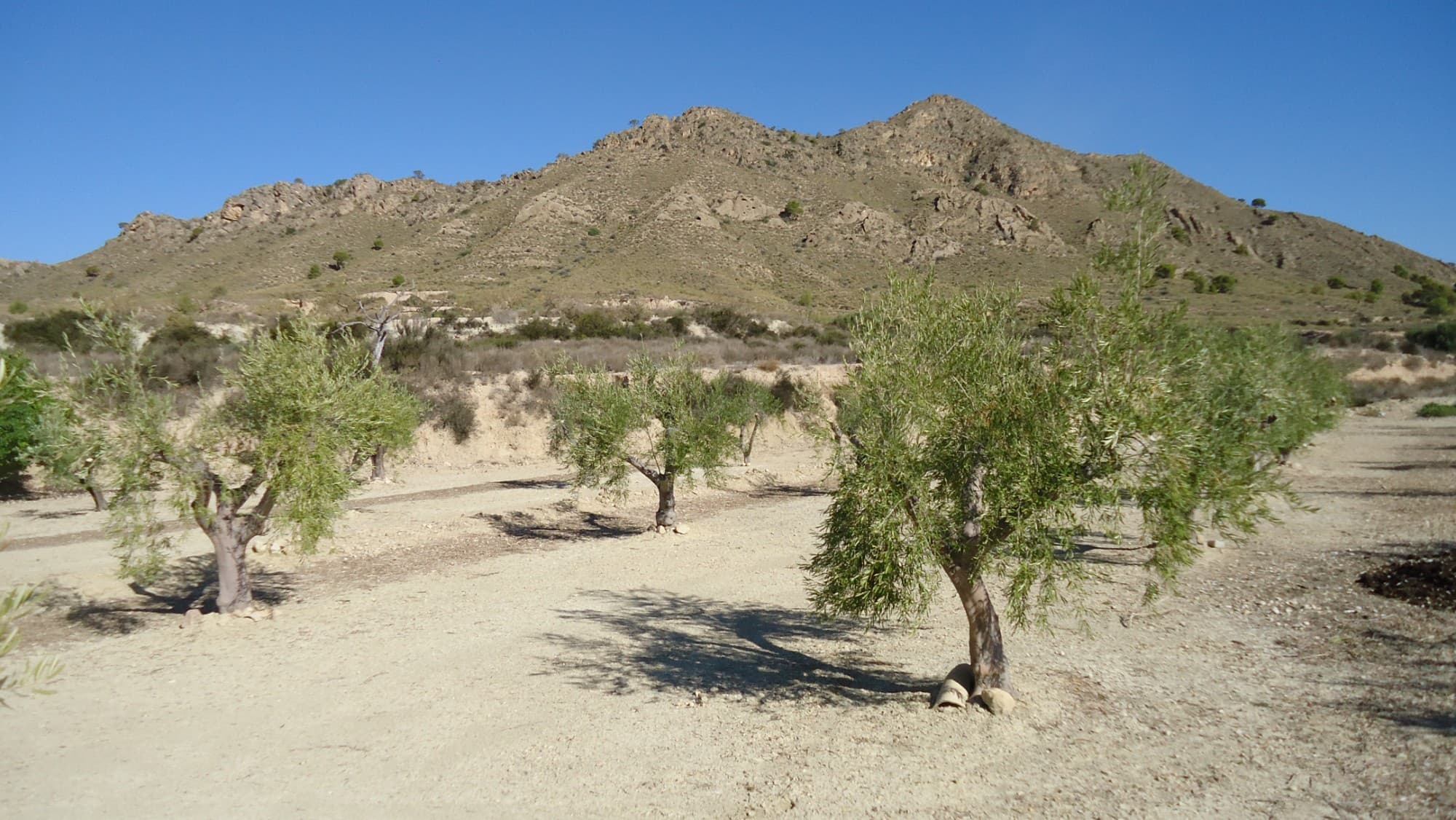 This 30,608 m² property in Abanilla, Murcia, offers a well-maintained olive grove with 444 mature olive trees currently in production. The land comes with 20 irrigation shares, providing 216 m³ of water per year per share, ensuring ample water supply for the grove. The property also includes a tool shed and enjoys convenient access, being located next to a paved road.The Area:Abanilla, situated in the Murcia region, is known for its scenic landscapes and traditional agriculture. The area offers a peaceful rural lifestyle while being well-connected to nearby towns for essential services. With its mild climate and rich soil, Abanilla is ideal for those interested in agricultural ventures or seeking a tranquil retreat surrounded by nature. The town itself is charming, with local markets, historic sites, and a strong sense of community.We have a large portfolio of properties in the Costa Blanca and Costa Calida areas, specialising in country properties, villas, fincas, building plots and design and build options in the Alicante and Murcia regions with a particular emphasis on Elda, Monovar, Pinoso, Sax, Villena, Aspe, Fortuna, Albacete and many more surrounding areas. We have been established since 2004 and have decades of experience between the team which we bring to bear to help you find and secure your new dream home. We help you every step of the way to make sure your purchase in Spain is safe and hassle free. We are not here to sell you a property, we are here to help you realise your dream and find what is right for you. With us you are in the safest hands. Contact us now to have a no obligation chat about how you too can realise your dreams.