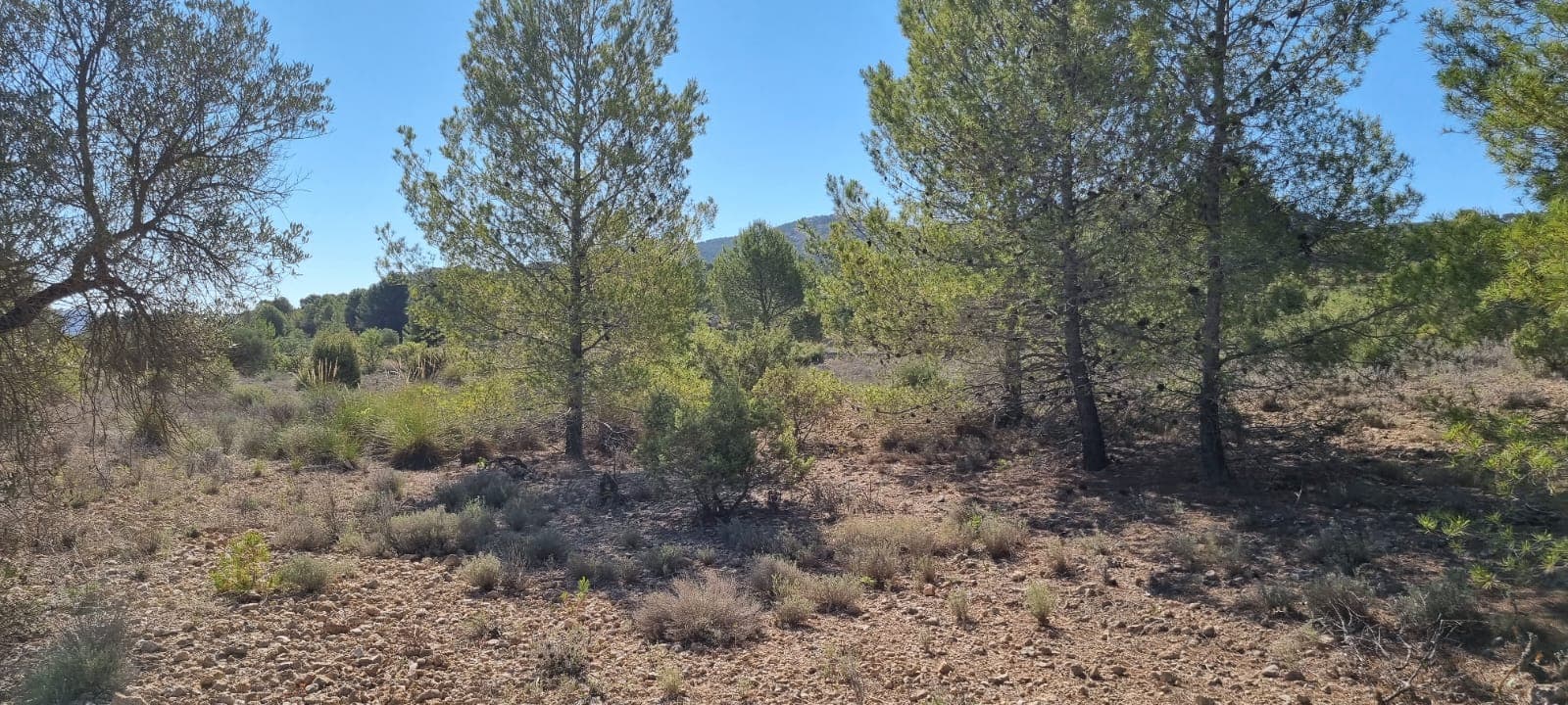 Building Plot for Sale Near Monóvar – 15,469 m²This spacious 15,469 m² plot is located in a peaceful countryside setting between Encebras and Casas del Señor, just a short drive from Monóvar. The land offers a great opportunity to build a home in a quiet environment surrounded by nature, with plenty of space for gardens, outdoor living, or additional features (subject to local planning regulations). The land is suitable for building, and a cédula urbanística has already been obtained, confirming that construction is permitted (subject to project and license approval).The plot is well positioned with open views across the surrounding landscape, making it ideal for those looking to enjoy privacy and a relaxed lifestyle while still being within easy reach of nearby villages and services.About the Area The area between Encebras and Casas del Señor is known for its traditional charm, vineyards, and beautiful countryside. Casas del Señor offers a small selection of restaurants and local amenities, while Monóvar provides a wider range of services including shops, schools, and healthcare. The region is popular with those seeking a quieter lifestyle without being isolated, and Alicante city, the airport, and the coast are all within comfortable driving distance.We have a large portfolio of properties in the Costa Blanca and Costa Calida areas, specialising in country properties, villas, fincas, building plots and design and build options in the Alicante and Murcia regions with a particular emphasis on Elda, Monovar, Pinoso, Sax, Villena, Aspe, Fortuna, Albacete and many more surrounding areas. We have been established since 2004 and have decades of experience between the team which we bring to bear to help you find and secure your new dream home. We help you every step of the way to make sure your purchase in Spain is safe and hassle free. We are not here to sell you a property, we are here to help you realise your dream and find what is right for you. With us you are in the safest hands. Contact us now to have a no obligation chat about how you too can realise your dreams.