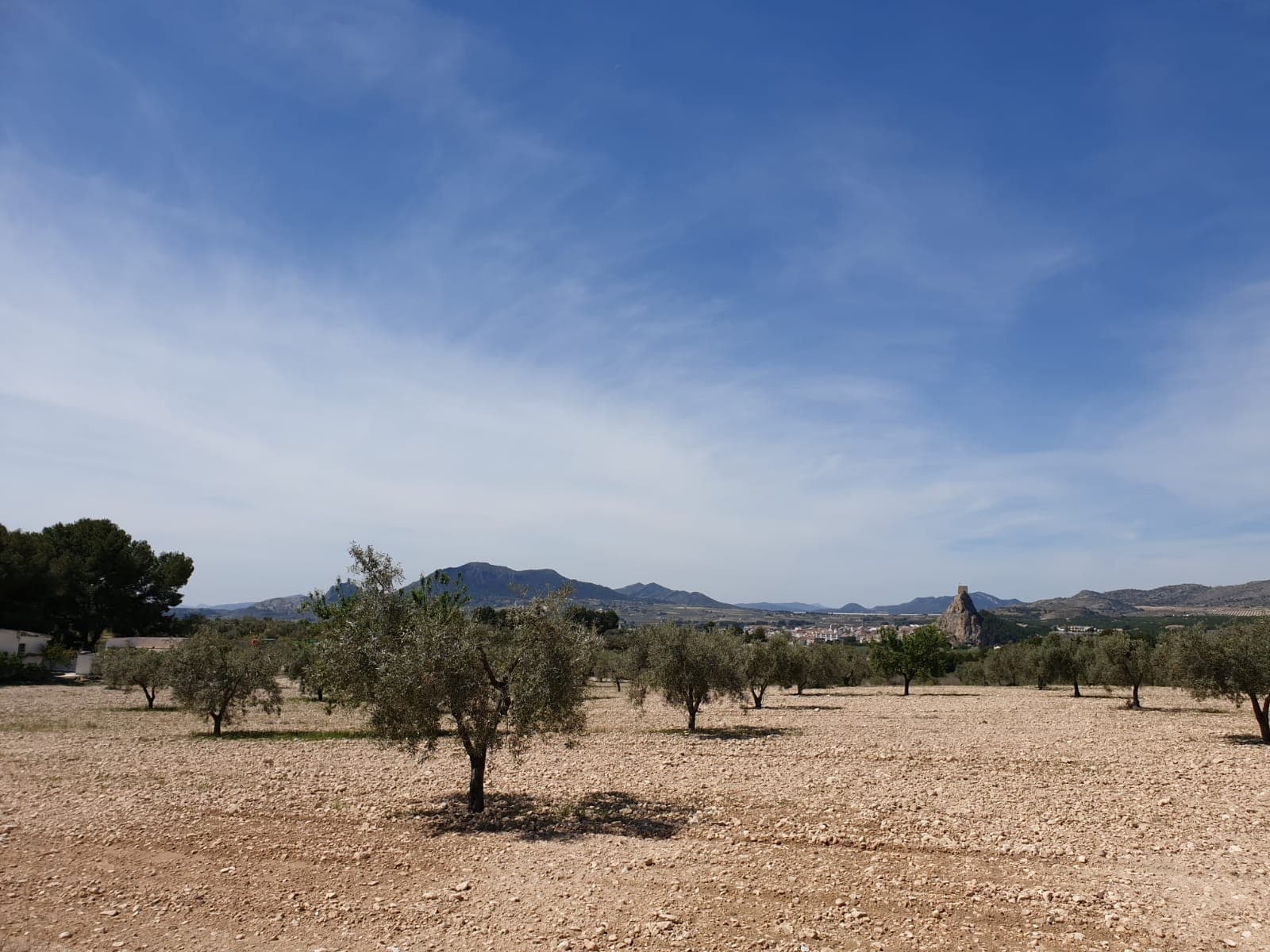 ¡Tenemos dos parcelas de 10.000 m2 por solo 35.995 € cada una! Están en una ubicación inmejorable en Sax con espectaculares vistas al castillo de la ciudad. Están llenas de árboles frutales. Tienen agua de riego. Vistas hermosas. ¡Para más información, no dude en contactarnos! Somos especialistas en la Costa Blanca y Costa Cálida con especialización en las regiones de interior de Alicante y Murcia con especial énfasis en Elda, Pinoso, Aspe, Elche y alrededores. Somos una empresa establecida, bien conocida y de confianza que ha construido una sólida reputación entre compradores y vendedores desde que comenzamos a comercializar en 2004. Ofrecemos un servicio completo sin cargos ocultos ni sorpresas, comenzando con el suministro de la propiedad, hasta su finalización. y un servicio postventa inigualable que incluye administración de propiedades, servicios de construcción y ayuda y asesoramiento general para hacer de su nueva casa un hogar. Con una cartera de más de 1400 propiedades a la venta, estamos seguros de que podemos ayudar, así que háganos saber su propiedad, presupuesto y ubicación preferidos, y nosotros haremos el resto.