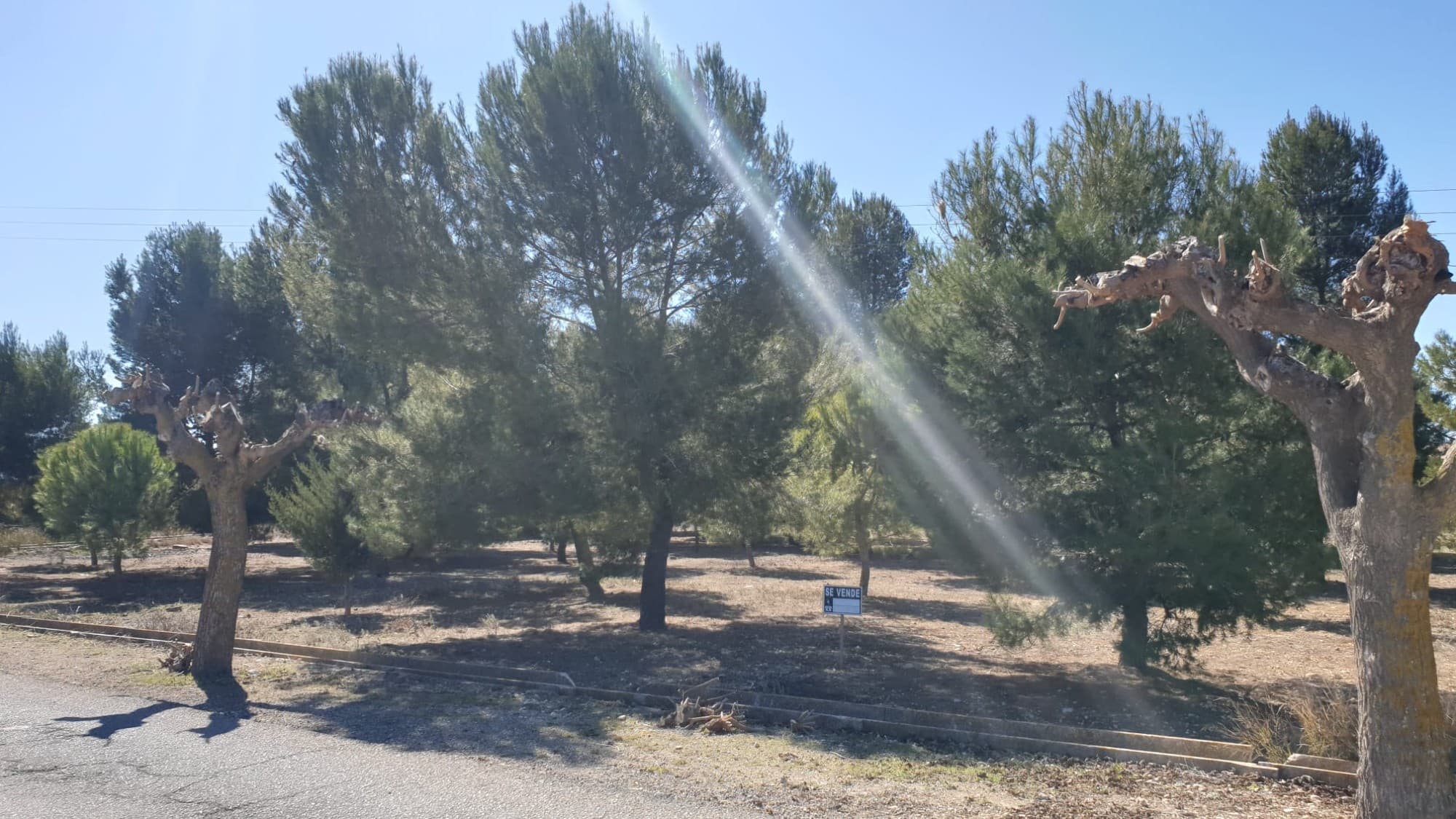 Solar Urbanizable Legal de 800m² en Pueblo con Encanto Esta es una fantástica oportunidad de poseer una parcela edificable legal de 800 m² en un pintoresco pueblo a poca distancia de todos los servicios. Esta propiedad versátil se puede utilizar para construir una casa grande o dividirse en cinco parcelas más pequeñas de 160 m² cada una, lo que brinda la oportunidad perfecta para que un desarrollador construya una hilera de casas adosadas en las afueras de la ciudad. La propiedad se beneficia de un excelente acceso a través de una carretera asfaltada y está convenientemente ubicada a menos de un kilómetro de la ciudad y de todas sus instalaciones diarias. El agua y la electricidad ya están conectadas a la parcela, lo que hace que el proceso de construcción sea más fácil y rentable. Ya sea que esté buscando construir la casa de sus sueños o una hilera de casas adosadas, esta parcela edificable legal es una oportunidad de inversión ideal. Aproveche la excelente ubicación y el potencial para obtener una ganancia sustancial en el encantador pueblo. No se pierda esta oportunidad única de poseer una propiedad inmobiliaria de primer nivel en una ubicación deseable. Contáctenos hoy para programar una visita y ver por sí mismo el potencial que esta propiedad tiene para ofrecer. Disponemos de una amplia cartera de propiedades en las zonas de la Costa Blanca y la Costa Cálida, especializada en fincas, villas, fincas, solares edificables y opciones de diseño y construcción en las regiones de Alicante y Murcia, con especial énfasis en Elda, Monovar, Pinoso, Sax , Villena, Aspe, Fortuna, Albacete y muchos más alrededores. Estamos establecidos desde 2004 y tenemos décadas de experiencia entre el equipo que aportamos para ayudarlo a encontrar y asegurar la nueva casa de sus sueños. Te ayudamos en cada paso del camino para asegurarnos de que tu compra en España sea segura y sin complicaciones. No estamos aquí para venderle una propiedad, estamos aquí para ayudarlo a realizar su sueño y encontrar lo que es adecuado para usted. Con nosotros estás en las manos más seguras. Contáctenos ahora para tener una charla sin compromiso sobre cómo usted también puede realizar sus sueños.