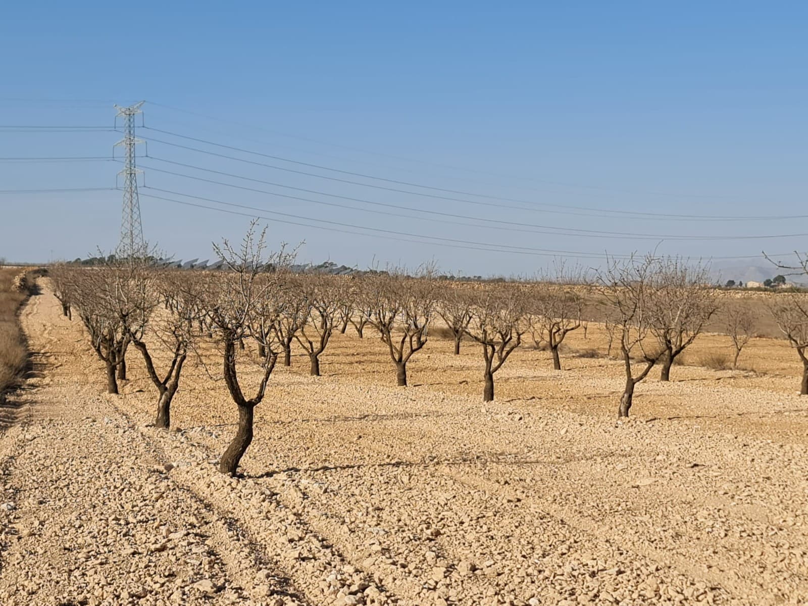Parcela edificable de 7088m2 ubicada en Jumilla. La parcela actualmente tiene almendros. Puede construir la casa de sus sueños en España y disfrutar de las hermosas vistas desde este terreno. Hemos vivido y trabajado en la zona desde 2004 y, como tal, contamos con una excelente red de contactos que incluye arquitectos, constructores, comerciantes, etc. Estamos aquí para ayudarlo en cada paso del camino hacia el diseño y la construcción de la nueva casa de sus sueños. Nos aseguramos de que todo el proceso sea fluido y sin complicaciones, brindándote total tranquilidad. Con nosotros estás en buenas manos. Si desea saber más sobre esta parcela o nuestros servicios de diseño y construcción no dude en ponerse en contacto. Con varios constructores y parcelas para elegir, estamos seguros de que le ayudaremos a crear su nuevo momento perfecto. Contáctenos ahora para ver este y otros potenciales terrenos edificables para su nuevo proyecto. Tenemos una gran cartera de propiedades en las zonas de la Costa Blanca y Costa Cálida, especializándonos en propiedades de campo, villas, fincas, solares edificables y opciones de diseño y construcción en las regiones de Alicante y Murcia con especial énfasis en Elda, Monovar, Pinoso, Sax. , Villena, Aspe, Fortuna, Albacete y muchas más zonas de los alrededores. Nos establecimos desde 2004 y contamos con décadas de experiencia en el equipo que aportamos para ayudarlo a encontrar y asegurar la nueva casa de sus sueños. Te ayudamos en cada paso del camino para asegurarnos de que tu compra en España sea segura y sin complicaciones. No estamos aquí para venderle una propiedad, estamos aquí para ayudarlo a realizar su sueño y encontrar lo que es adecuado para usted. Con nosotros estás en las manos más seguras. Contáctanos ahora para conversar sin compromiso sobre cómo tú también puedes hacer realidad tus sueños.