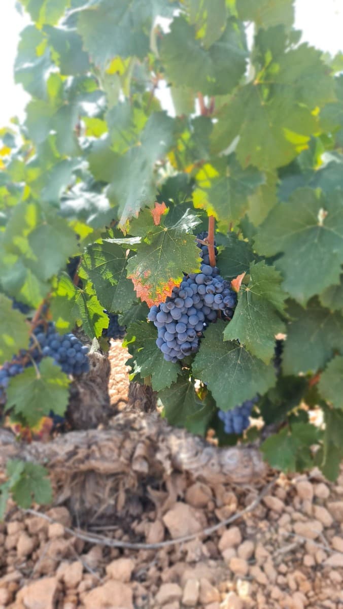 Ubicada a solo 5 minutos de Cañada de la Leña, esta propiedad ofrece una excelente oportunidad de desarrollo en la pintoresca región de Abanilla. El terreno ya está plantado con vides de Monastrell, lo que lo hace ideal para fines agrícolas o de inversión. Con fácil acceso a las ciudades y servicios cercanos, ofrece un entorno rural tranquilo y al mismo tiempo conectado a los servicios esenciales. Ya sea que esté buscando expandir su viñedo o desarrollar un nuevo proyecto, esta parcela está lista para su visión. Contáctenos para obtener más detalles o para programar una visita. Si te ha gustado esta propiedad no dudes en contactarnos para organizar una visita, estaremos encantados de ayudarte!