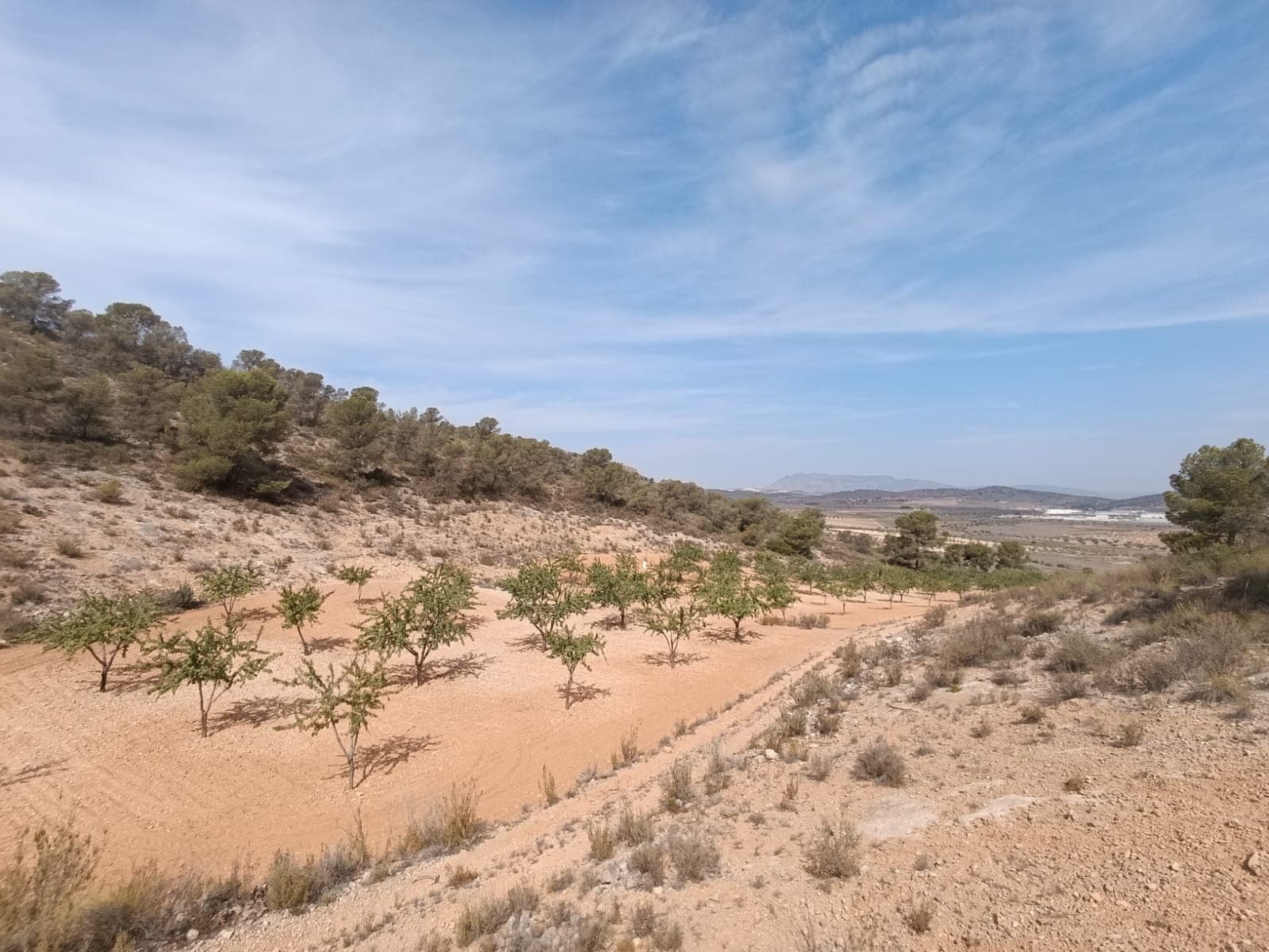 Descubra esta amplia parcela de 9.155 m², ideal para quienes buscan tranquilidad y belleza natural. La propiedad cuenta con almendros maduros, que crean un entorno sereno y pintoresco. El acceso es cómodo a través de un camino privado, lo que garantiza tranquilidad y privacidad. El terreno ofrece vistas magníficas del campo circundante, lo que proporciona el telón de fondo perfecto para un proyecto agrícola. Esta propiedad combina el encanto natural con el potencial de desarrollo. ¡No pierdas esta oportunidad única! Si te ha gustado esta propiedad no dudes en contactarnos para organizar una visita, estaremos encantados de ayudarte!