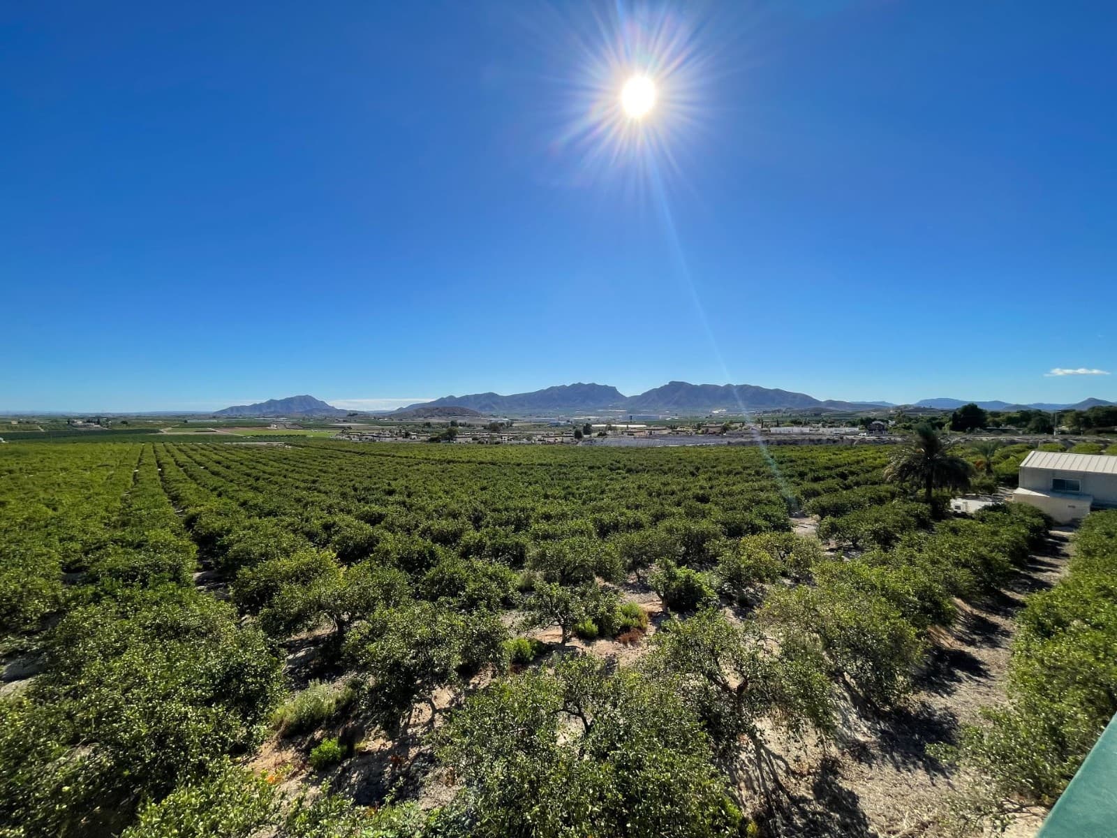 Exclusive Lemon Farm in Production with Chalet and Guest House.Located in a privileged area of Murcia, this extraordinary lemon farm in production extends over 415,605 m² of land, offering a prosperous agricultural environment with efficient drip irrigation that optimizes the production of the lemon trees, guaranteeing maximum crop yield. The farm is in excellent condition, ready to continue agricultural activity without the need for improvements, and currently enjoys high production, making it a unique opportunity for investors or farmers.The property has a water reservoir that ensures continuous and stable irrigation of the plantation, allowing a constant and controlled flow of water for the crops. In addition, it includes a large warehouse/shed ideal for the storage of agricultural machinery and tools, facilitating the maintenance of the farm. Inside it we find concrete paths facilitating access to all areas.The upper area, where the houses are located, consists of 5,974 m², and we can find the main villa, with a constructed area of 210 m², it is a spacious and well-kept residence. Upon entering, an elegant hall welcomes you to a house with a fully equipped kitchen, two large living rooms, one of them with a fireplace, which adds warmth to the cooler nights. The house has four spacious bedrooms, all of them well lit and comfortable, as well as three full bathrooms. In addition, it includes a spacious leisure room, perfect for moments of relaxation and entertainment.Outside, the property continues to stand out with an independent kitchen equipped with a barbecue, ideal for celebrations and outdoor meals. For greater comfort, it has two outdoor toilets (one for men and one for women). Likewise, a wooden guest house, equipped with a kitchen-living room, two bedrooms, and a bathroom, offers comfortable and private accommodation for those who visit the property.The outside space is just as impressive as the inside, with a large cobbled plot, a beautiful garden with palm trees, and a private pool where you can enjoy the sunny climate of the region. The property also includes a large storage room and a covered area for car parking.This estate, in addition to its active agricultural production, offers spectacular views and a quiet location, making it the ideal place for both those looking for a residence surrounded by nature and those interested in continuing with a high-yield agricultural operation. It is a property ready to move into and enjoy and take advantage of its full potential.We have a large portfolio of properties in the Costa Blanca and Costa Calida areas, specialising in country properties, villas, fincas, building plots and design and build options in the Alicante and Murcia regions with a particular emphasis on Elda, Monovar, Pinoso, Sax, Villena, Aspe, Fortuna, Albacete and many more surrounding areas. We have been established since 2004 and have decades of experience between the team which we bring to bear to help you find and secure your new dream home. We help you every step of the way to make sure your purchase in Spain is safe and hassle free. We are not here to sell you a property, we are here to help you realise your dream and find what is right for you. With us you are in the safest hands. Contact us now to have a no obligation chat about how you too can realise your dreams.