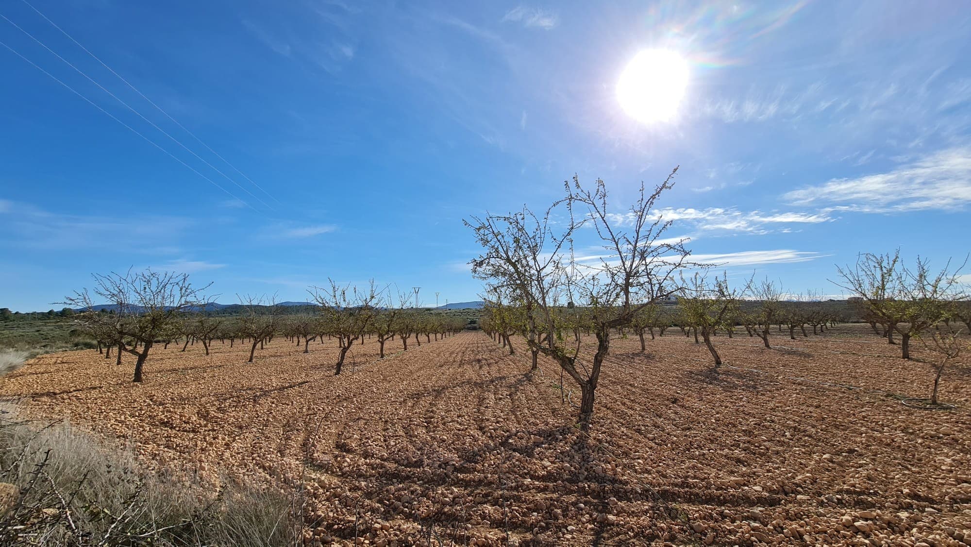 Presentamos un amplio terreno que abarca 27.528 metros cuadrados, idealmente ubicado cerca de Lel y a poca distancia en auto de Pinoso. Esta propiedad ya cuenta con acceso al agua y, aunque actualmente carece de electricidad, las conexiones necesarias están convenientemente cerca. Esta parcela de gran tamaño ofrece un inmenso potencial para diversas oportunidades de desarrollo. Su ubicación privilegiada brinda fácil acceso a las comodidades y servicios locales tanto en Lel como en Pinoso, lo que lo convierte en una excelente inversión para futuros proyectos. No pierda esta oportunidad única de desarrollar un terreno privilegiado en una zona muy deseable. Contáctenos hoy para obtener más información y concertar una visita. Tenemos una gran cartera de propiedades en las zonas de la Costa Blanca y Costa Cálida, especializándonos en propiedades de campo, villas, fincas, solares edificables y opciones de diseño y construcción en las regiones de Alicante y Murcia con especial énfasis en Elda, Monovar, Pinoso, Sax. , Villena, Aspe, Fortuna, Albacete y muchas más zonas de los alrededores. Nos establecimos desde 2004 y contamos con décadas de experiencia en el equipo que aportamos para ayudarlo a encontrar y asegurar la nueva casa de sus sueños. Te ayudamos en cada paso del camino para asegurarnos de que tu compra en España sea segura y sin complicaciones. No estamos aquí para venderle una propiedad, estamos aquí para ayudarlo a realizar su sueño y encontrar lo que es adecuado para usted. Con nosotros estás en las manos más seguras. Contáctenos ahora para conversar sin compromiso sobre cómo usted también puede hacer realidad sus sueños.