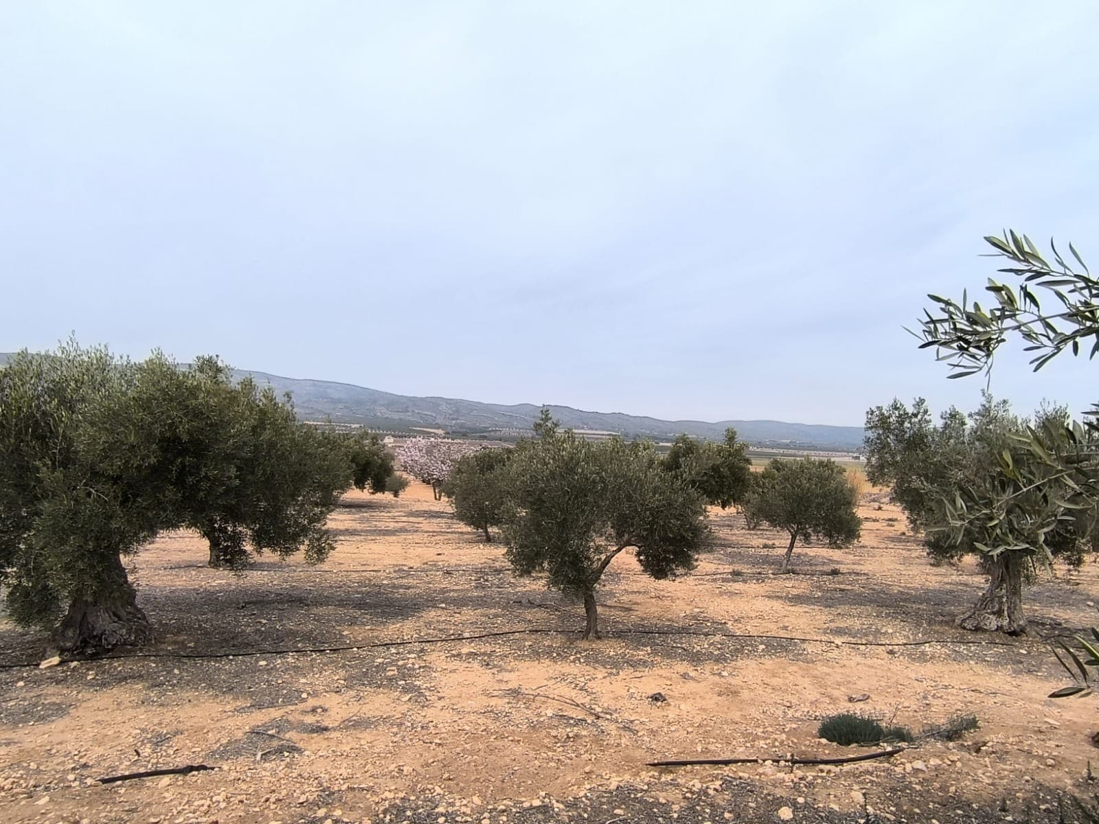 ¿Buscas una oportunidad de inversión? Encuentra esta parcela de 27.000 m² de tierra fértil en venta cerca de Villena. Esta propiedad cuenta con un olivar de 8.000 m², con aproximadamente 100 olivos sanos de más de 100 años y en plena producción. Terreno fértil, equipado con agua de riego y un sistema de riego en funcionamiento, esta parcela agrícola es una inversión perfecta. Además, hay un pequeño edificio de servicio/almacenamiento en el lugar, lo que proporciona mayor comodidad y potencial para un mayor desarrollo. No pierda la oportunidad de invertir en esta propiedad única que combina tradición y productividad. Contamos con una amplia cartera de propiedades en las zonas de la Costa Blanca y Costa Cálida, especializándonos en propiedades en el campo, villas, fincas, parcelas edificables y opciones de diseño y construcción en las regiones de Alicante y Murcia, con especial énfasis en Elda, Monovar, Pinoso, Sax, Villena, Aspe, Fortuna, Albacete y muchas más áreas circundantes. Estamos establecidos desde 2004 y contamos con décadas de experiencia entre el equipo que ponemos a su disposición para ayudarle a encontrar y asegurar la nueva casa de sus sueños. Le ayudamos en cada paso del proceso para asegurarnos de que su compra en España sea segura y sin complicaciones. No estamos aquí para venderle una propiedad, estamos aquí para ayudarle a hacer realidad su sueño y encontrar lo que es adecuado para usted. Con nosotros está en las mejores manos. Póngase en contacto con nosotros ahora para tener una charla sin compromiso sobre cómo usted también puede hacer realidad sus sueños.