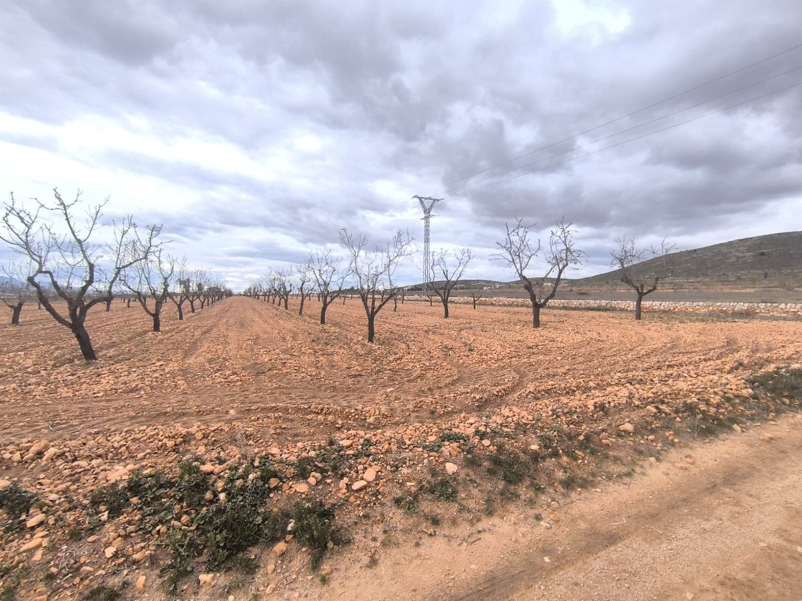 Se vende: Almendro cerca de Raspay de aprox. 15.500 m². Cuenta con más de 240 árboles sanos, podados y en plena producción. El huerto, bien cuidado, ofrece una magnífica inversión con rápida rentabilidad o una fuente de financiación para sus propios proyectos agrícolas. Sobre la zona: La región de Murcia, en el sureste de España, es una importante productora de frutas, verduras y frutos secos. Los almendros son especialmente importantes, ya que el clima mediterráneo, seco y cálido de Murcia, y su suelo fértil son ideales para su cultivo. La región es uno de los principales productores de almendras de Europa, contribuyendo significativamente tanto al mercado local como al internacional. Sobre nosotros: Contamos con una amplia cartera de propiedades en la Costa Blanca y la Costa Cálida, especializándonos en fincas, villas, fincas, terrenos edificables y opciones de diseño y construcción en las regiones de Alicante y Murcia, con especial énfasis en Elda, Monóvar, Pinoso, Sax, Villena, Aspe, Fortuna, Albacete y muchas otras zonas de los alrededores. Llevamos establecidos desde 2004 y nuestro equipo cuenta con décadas de experiencia para ayudarle a encontrar y asegurar la casa de sus sueños. Le acompañamos en cada paso del proceso para garantizar que su compra en España sea segura y sin complicaciones. No estamos aquí para venderle una propiedad, sino para ayudarle a hacer realidad su sueño y encontrar la propiedad perfecta para usted. Con nosotros, está en las mejores manos. Contáctenos ahora para hablar sin compromiso sobre cómo usted también puede hacer realidad sus sueños.