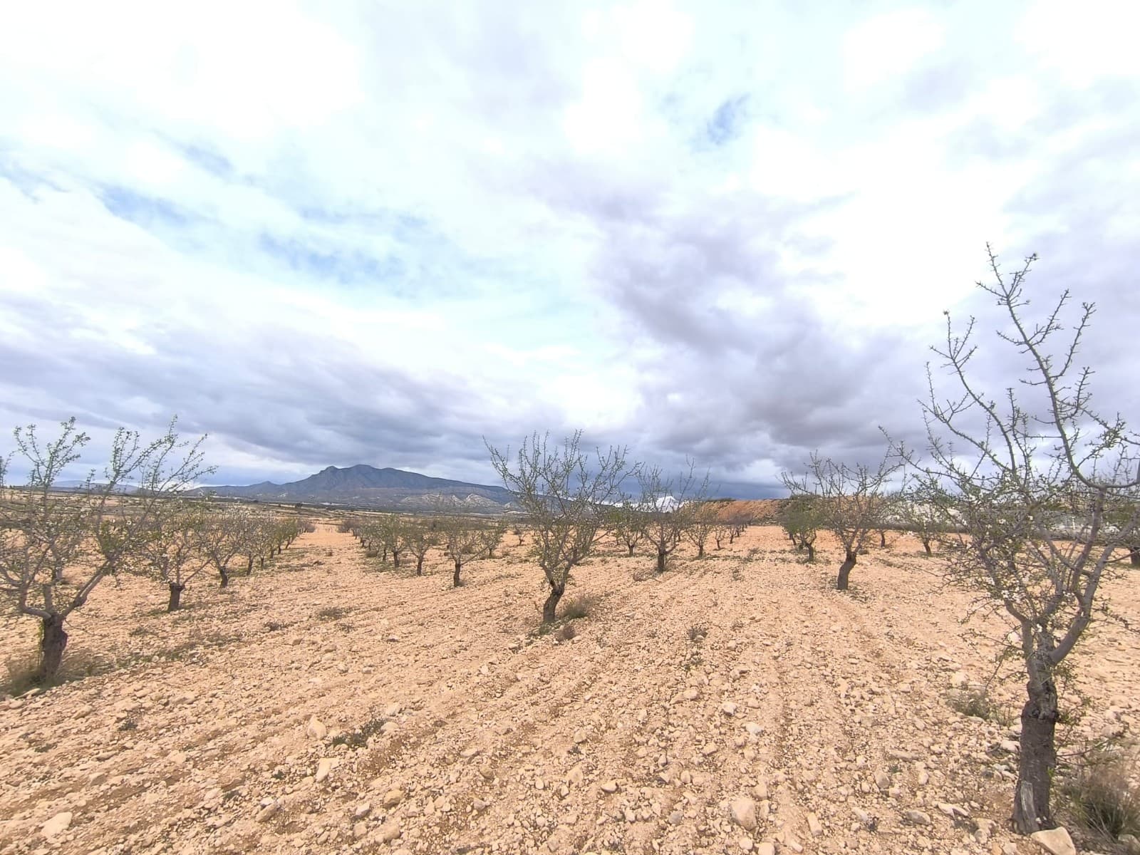 Se vende: Almendro cerca de Pinoso de aprox. 11.100 m². Cuenta con almendros adultos, sanos, podados y en plena producción. El huerto, bien cuidado, ofrece una magnífica inversión con rápida rentabilidad o una fuente de financiación para sus propios proyectos agrícolas. Sobre la zona: La Región de Murcia, en el sureste de España, es una importante productora de frutas, verduras y frutos secos. Los almendros son especialmente importantes, ya que el clima mediterráneo, seco y cálido de Murcia, y su suelo fértil son ideales para su cultivo. La región es uno de los principales productores de almendras de Europa, contribuyendo significativamente tanto al mercado local como al internacional. Sobre nosotros: Contamos con una amplia cartera de propiedades en la Costa Blanca y la Costa Cálida, especializándonos en fincas, villas, fincas, terrenos edificables y opciones de diseño y construcción en las regiones de Alicante y Murcia, con especial énfasis en Elda, Monóvar, Pinoso, Sax, Villena, Aspe, Fortuna, Albacete y muchas otras zonas de los alrededores. Llevamos establecidos desde 2004 y nuestro equipo cuenta con décadas de experiencia para ayudarle a encontrar y asegurar la casa de sus sueños. Le acompañamos en cada paso del proceso para garantizar que su compra en España sea segura y sin complicaciones. No estamos aquí para venderle una propiedad, sino para ayudarle a hacer realidad su sueño y encontrar la propiedad perfecta para usted. Con nosotros, está en las mejores manos. Contáctenos ahora para hablar sin compromiso sobre cómo usted también puede hacer realidad sus sueños.