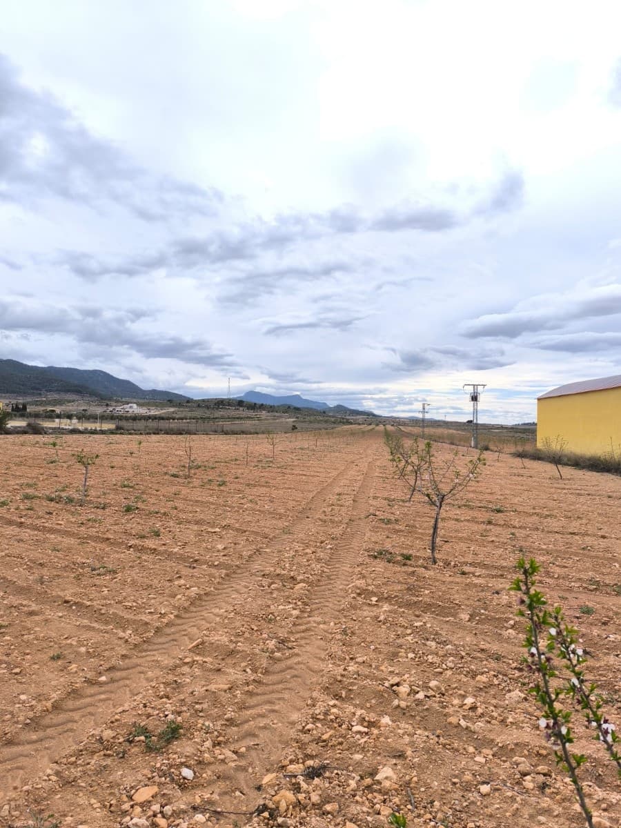 Se venden dos parcelas cerca de Raspay con un total de 35.500 m², de los cuales aproximadamente 25.500 m² son de almendros y 10.000 m² de olivares. El almendro cuenta con cientos de árboles jóvenes, que están a punto de empezar a producir almendras. El olivar está en plena producción. Los árboles están sanos, podados y el huerto está bien cuidado, lo que ofrece una magnífica inversión con una rápida rentabilidad o una fuente de ingresos para sus propios proyectos agrícolas. La parcela no dispone de conexión eléctrica ni de agua, pero hay puntos de conexión cerca. Debido a su tamaño y a la posibilidad de conexión, podría ser un terreno edificable cerca de un asentamiento establecido. Sobre la zona: La región de Murcia, en el sureste de España, es una importante productora de frutas, verduras y frutos secos. Los almendros son especialmente importantes, ya que el clima mediterráneo, seco y cálido de Murcia, y su suelo fértil son ideales para su cultivo. La región es uno de los principales productores de almendras de Europa, contribuyendo significativamente tanto al mercado local como al internacional. Sobre nosotros: Contamos con una amplia cartera de propiedades en la Costa Blanca y la Costa Cálida, especializándonos en fincas, villas, fincas, terrenos edificables y opciones de diseño y construcción en las regiones de Alicante y Murcia, con especial énfasis en Elda, Monóvar, Pinoso, Sax, Villena, Aspe, Fortuna, Albacete y muchas otras zonas de los alrededores. Llevamos establecidos desde 2004 y nuestro equipo cuenta con décadas de experiencia para ayudarle a encontrar y asegurar la casa de sus sueños. Le acompañamos en cada paso del proceso para garantizar que su compra en España sea segura y sin complicaciones. No estamos aquí para venderle una propiedad, sino para ayudarle a hacer realidad su sueño y encontrar la propiedad perfecta para usted. Con nosotros, está en las mejores manos. Contáctenos ahora para hablar sin compromiso sobre cómo usted también puede hacer realidad sus sueños.