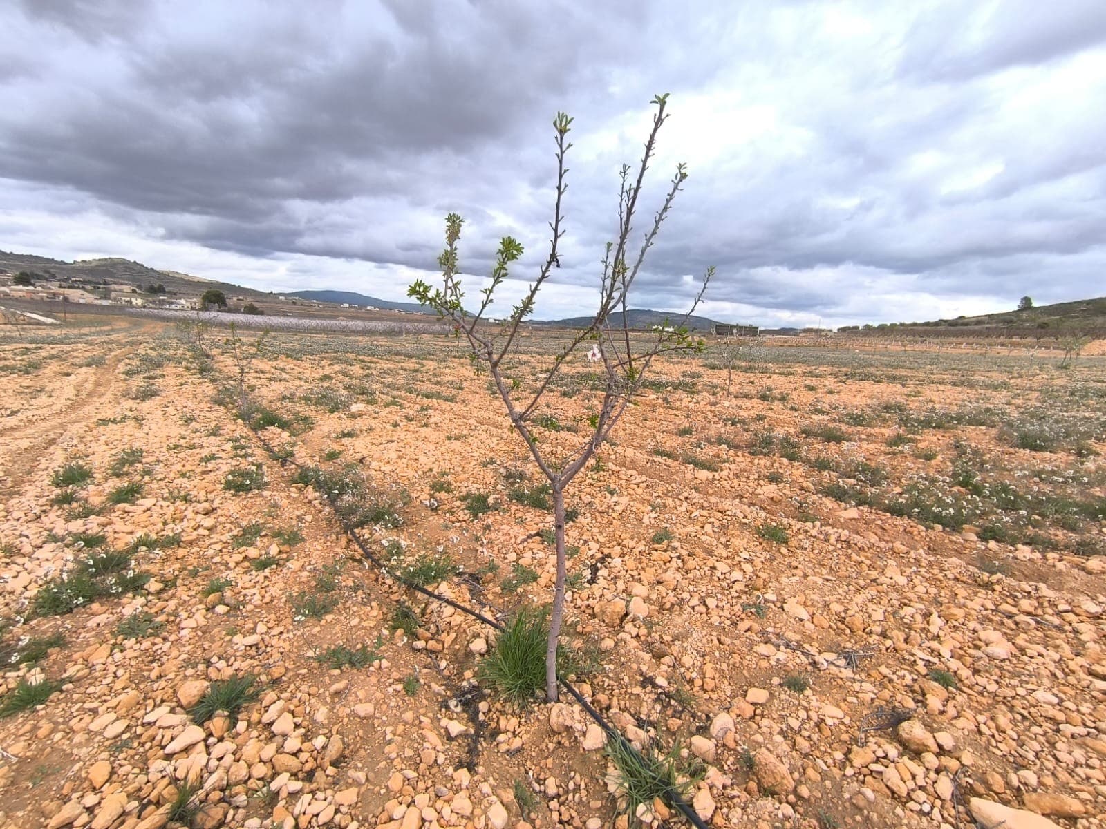 Se vende: Almendro cerca de Raspay de aprox. 17 500 m². Cuenta con árboles jóvenes que están a punto de empezar a producir almendras. La parcela cuenta con agua y sistema de riego, lo que permite controlar y maximizar la producción agrícola. El huerto está bien cuidado y sano, lo que lo convierte en una excelente inversión con una rápida rentabilidad o en una fuente de financiación para sus propios proyectos agrícolas. Sobre la zona: La región de Murcia, en el sureste de España, es una importante productora de frutas, verduras y frutos secos. Los almendros son especialmente importantes, ya que el clima mediterráneo, seco y cálido de Murcia, y su suelo fértil son ideales para su cultivo. La región es uno de los principales productores de almendras de Europa, contribuyendo significativamente tanto al mercado local como al internacional. Sobre nosotros: Contamos con una amplia cartera de propiedades en la Costa Blanca y la Costa Cálida, especializándonos en fincas, villas, fincas, terrenos edificables y opciones de diseño y construcción en las regiones de Alicante y Murcia, con especial énfasis en Elda, Monóvar, Pinoso, Sax, Villena, Aspe, Fortuna, Albacete y muchas otras zonas de los alrededores. Llevamos establecidos desde 2004 y nuestro equipo cuenta con décadas de experiencia para ayudarle a encontrar y asegurar la casa de sus sueños. Le acompañamos en cada paso del proceso para garantizar que su compra en España sea segura y sin complicaciones. No estamos aquí para venderle una propiedad, sino para ayudarle a hacer realidad su sueño y encontrar la propiedad perfecta para usted. Con nosotros, está en las mejores manos. Contáctenos ahora para hablar sin compromiso sobre cómo usted también puede hacer realidad sus sueños.