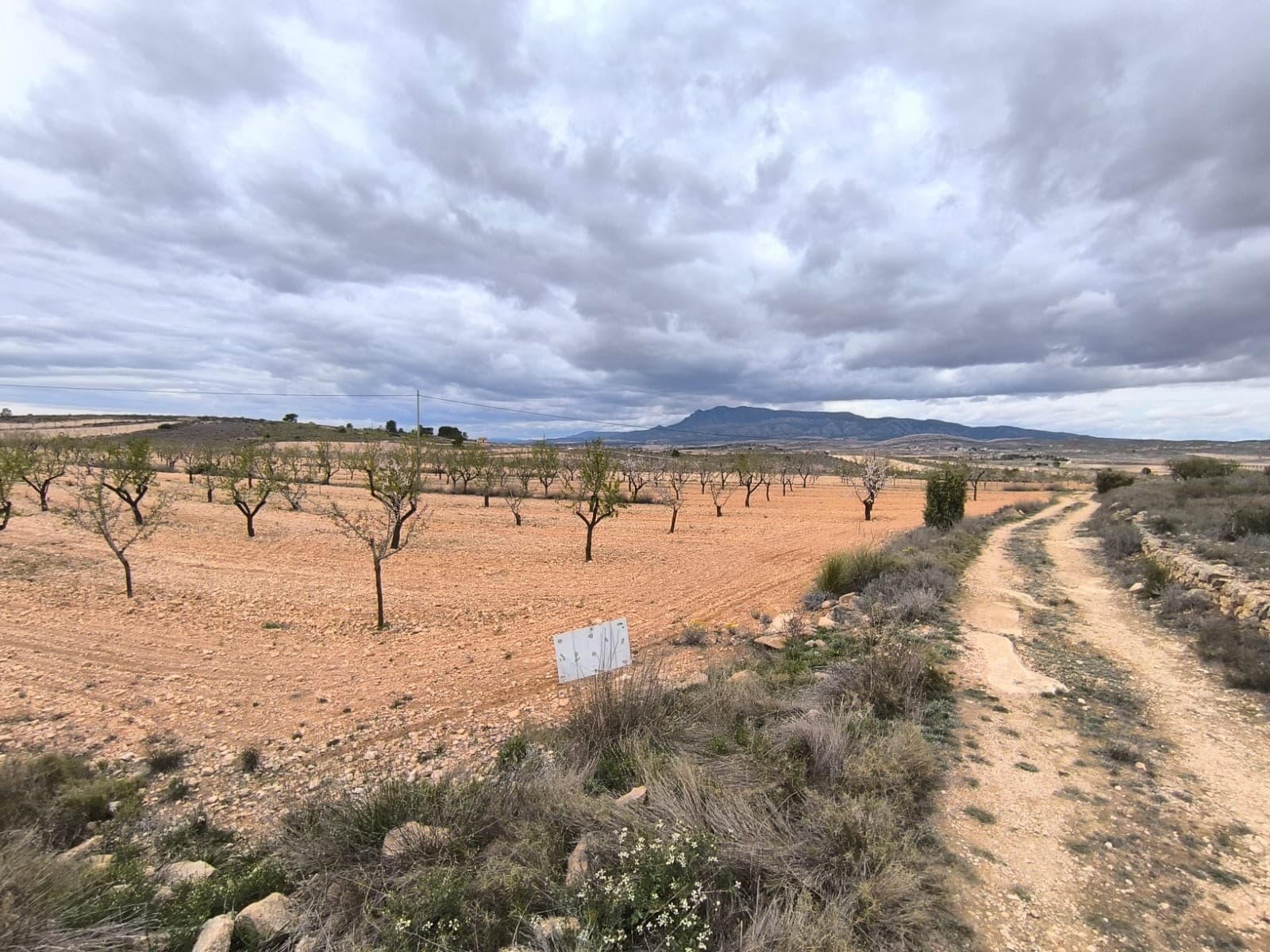 Se vende parcela cerca de Pinoso de aprox. 24.500 m², de los cuales aproximadamente 20.000 m² son almendros. Cuenta con 300 árboles sanos, podados y en plena producción. El huerto, bien cuidado, ofrece una magnífica inversión con rápida rentabilidad o una fuente de ingresos para sus propios proyectos agrícolas. La parcela no tiene conexión eléctrica ni de agua, pero dispone de puntos de conexión. Gracias a su tamaño y a la posibilidad de conexión, podría ser un terreno para construir, ofreciendo privacidad y hermosas vistas. Sobre la zona: La Región de Murcia, en el sureste de España, es una importante productora de frutas, verduras y frutos secos. Los almendros son especialmente importantes, ya que el clima mediterráneo, seco y cálido de Murcia, y su suelo fértil son ideales para su cultivo. La región es uno de los principales productores de almendras de Europa, contribuyendo significativamente tanto al mercado local como al internacional. Sobre nosotros: Contamos con una amplia cartera de propiedades en la Costa Blanca y la Costa Cálida, especializándonos en fincas, villas, fincas, terrenos edificables y opciones de diseño y construcción en las regiones de Alicante y Murcia, con especial énfasis en Elda, Monóvar, Pinoso, Sax, Villena, Aspe, Fortuna, Albacete y muchas otras zonas de los alrededores. Llevamos establecidos desde 2004 y nuestro equipo cuenta con décadas de experiencia para ayudarle a encontrar y asegurar la casa de sus sueños. Le acompañamos en cada paso del proceso para garantizar que su compra en España sea segura y sin complicaciones. No estamos aquí para venderle una propiedad, sino para ayudarle a hacer realidad su sueño y encontrar la propiedad perfecta para usted. Con nosotros, está en las mejores manos. Contáctenos ahora para hablar sin compromiso sobre cómo usted también puede hacer realidad sus sueños.