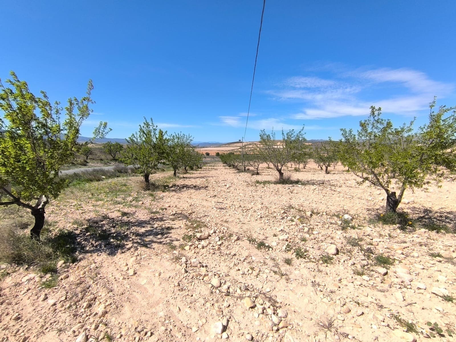 Se vende: Almendro de aprox. 22.400 m², ubicado en el municipio de Jumilla, a 15 minutos de Pinoso. Cuenta con árboles en plena producción. La parcela no dispone de agua ni electricidad, pero es posible conectarlos, ya que ambos puntos se encuentran en los límites. El huerto está bien cuidado y es una excelente inversión con una rápida rentabilidad, ideal para proyectos agrícolas propios o para la construcción de una vivienda. Hay otras casas en las inmediaciones. Sobre la zona: La región de Murcia, en el sureste de España, es una importante productora de frutas, verduras y frutos secos. Los almendros son especialmente importantes, ya que el clima mediterráneo, seco y cálido de Murcia, y su suelo fértil son ideales para su cultivo. La región es uno de los principales productores de almendras de Europa, contribuyendo significativamente tanto al mercado local como al internacional. Sobre nosotros: Contamos con una amplia cartera de propiedades en la Costa Blanca y la Costa Cálida, especializándonos en fincas, villas, fincas, terrenos edificables y opciones de diseño y construcción en las regiones de Alicante y Murcia, con especial énfasis en Elda, Monóvar, Pinoso, Sax, Villena, Aspe, Fortuna, Albacete y muchas otras zonas de los alrededores. Llevamos establecidos desde 2004 y nuestro equipo cuenta con décadas de experiencia para ayudarle a encontrar y asegurar la casa de sus sueños. Le acompañamos en cada paso del proceso para garantizar que su compra en España sea segura y sin complicaciones. No estamos aquí para venderle una propiedad, sino para ayudarle a hacer realidad su sueño y encontrar la propiedad perfecta para usted. Con nosotros, está en las mejores manos. Contáctenos ahora para hablar sin compromiso sobre cómo usted también puede hacer realidad sus sueños.