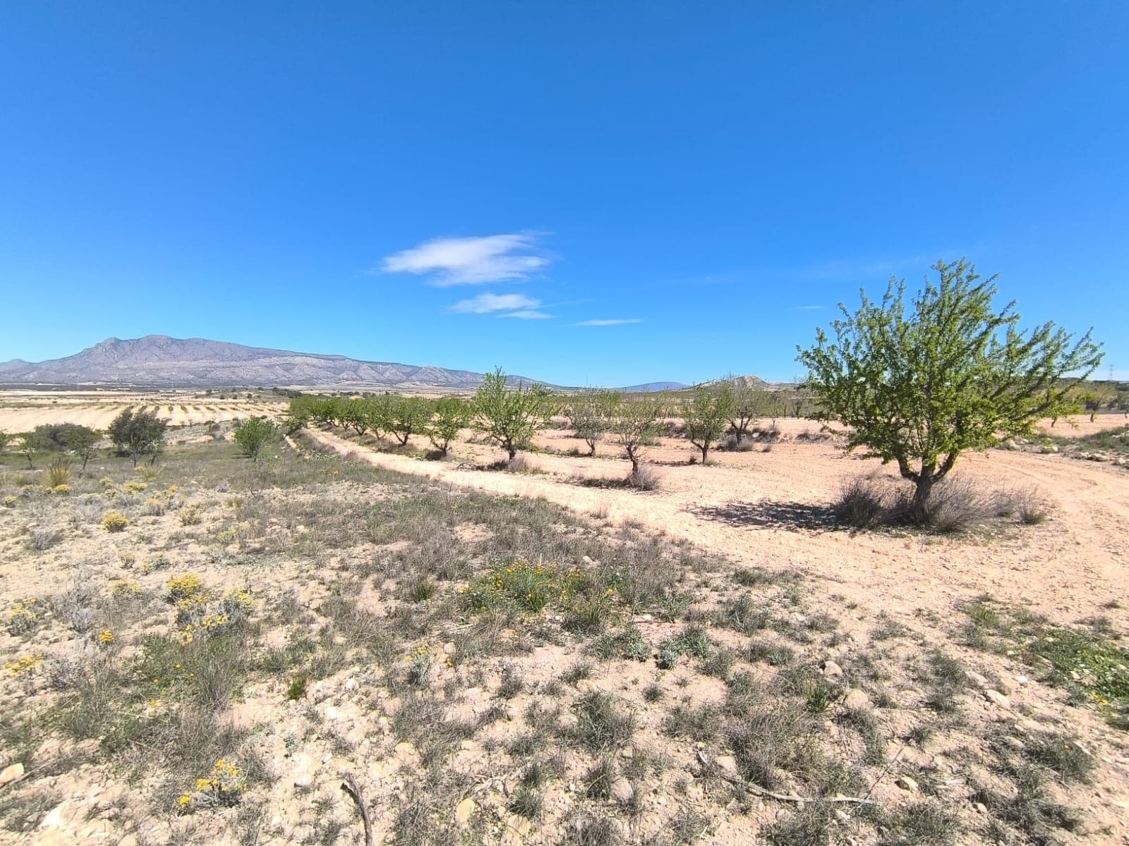 Se vende: Almendro de aprox. 3640 m², ubicado en el municipio de Jumilla, a 15 minutos de Pinoso. Cuenta con árboles en plena producción. La parcela no dispone de agua ni electricidad, pero es posible conectarlas, ya que las tomas de agua y electricidad se encuentran justo en los límites. El huerto está bien cuidado y sano, lo que lo convierte en una magnífica inversión con una rápida rentabilidad o en una fuente de ingresos para sus propios proyectos agrícolas. La parcela no es apta para edificar. Sobre la zona: La región de Murcia, en el sureste de España, es una importante productora de frutas, verduras y frutos secos. Los almendros son especialmente importantes, ya que el clima mediterráneo, seco y cálido de Murcia, y su suelo fértil son ideales para su cultivo. La región es uno de los principales productores de almendras de Europa, contribuyendo significativamente tanto al mercado local como al internacional. Sobre nosotros: Contamos con una amplia cartera de propiedades en la Costa Blanca y la Costa Cálida, especializándonos en fincas, villas, fincas, terrenos edificables y opciones de diseño y construcción en las regiones de Alicante y Murcia, con especial énfasis en Elda, Monóvar, Pinoso, Sax, Villena, Aspe, Fortuna, Albacete y muchas otras zonas de los alrededores. Llevamos establecidos desde 2004 y nuestro equipo cuenta con décadas de experiencia para ayudarle a encontrar y asegurar la casa de sus sueños. Le acompañamos en cada paso del proceso para garantizar que su compra en España sea segura y sin complicaciones. No estamos aquí para venderle una propiedad, sino para ayudarle a hacer realidad su sueño y encontrar la propiedad perfecta para usted. Con nosotros, está en las mejores manos. Contáctenos ahora para hablar sin compromiso sobre cómo usted también puede hacer realidad sus sueños.