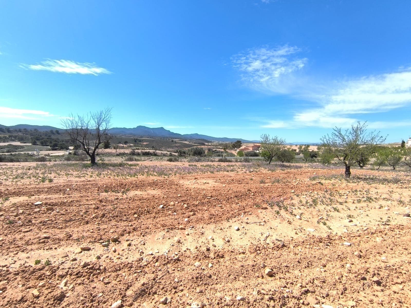 Se vende: Almendro de aprox. 3350 m², ubicado en el municipio de Jumilla, a 15 minutos de Pinoso. Cuenta con árboles en plena producción. La parcela no dispone de agua ni electricidad, pero es posible conectarlas, ya que las tomas de agua y electricidad se encuentran justo en los límites. El huerto está bien cuidado y sano, lo que lo convierte en una magnífica inversión con una rápida rentabilidad o en una fuente de ingresos para sus propios proyectos agrícolas. La parcela no es apta para edificar. Sobre la zona: La región de Murcia, en el sureste de España, es una importante productora de frutas, verduras y frutos secos. Los almendros son especialmente importantes, ya que el clima mediterráneo, seco y cálido de Murcia, y su suelo fértil son ideales para su cultivo. La región es uno de los principales productores de almendras de Europa, contribuyendo significativamente tanto al mercado local como al internacional. Sobre nosotros: Contamos con una amplia cartera de propiedades en la Costa Blanca y la Costa Cálida, especializándonos en fincas, villas, fincas, terrenos edificables y opciones de diseño y construcción en las regiones de Alicante y Murcia, con especial énfasis en Elda, Monóvar, Pinoso, Sax, Villena, Aspe, Fortuna, Albacete y muchas otras zonas de los alrededores. Llevamos establecidos desde 2004 y nuestro equipo cuenta con décadas de experiencia para ayudarle a encontrar y asegurar la casa de sus sueños. Le acompañamos en cada paso del proceso para garantizar que su compra en España sea segura y sin complicaciones. No estamos aquí para venderle una propiedad, sino para ayudarle a hacer realidad su sueño y encontrar la propiedad perfecta para usted. Con nosotros, está en las mejores manos. Contáctenos ahora para hablar sin compromiso sobre cómo usted también puede hacer realidad sus sueños.