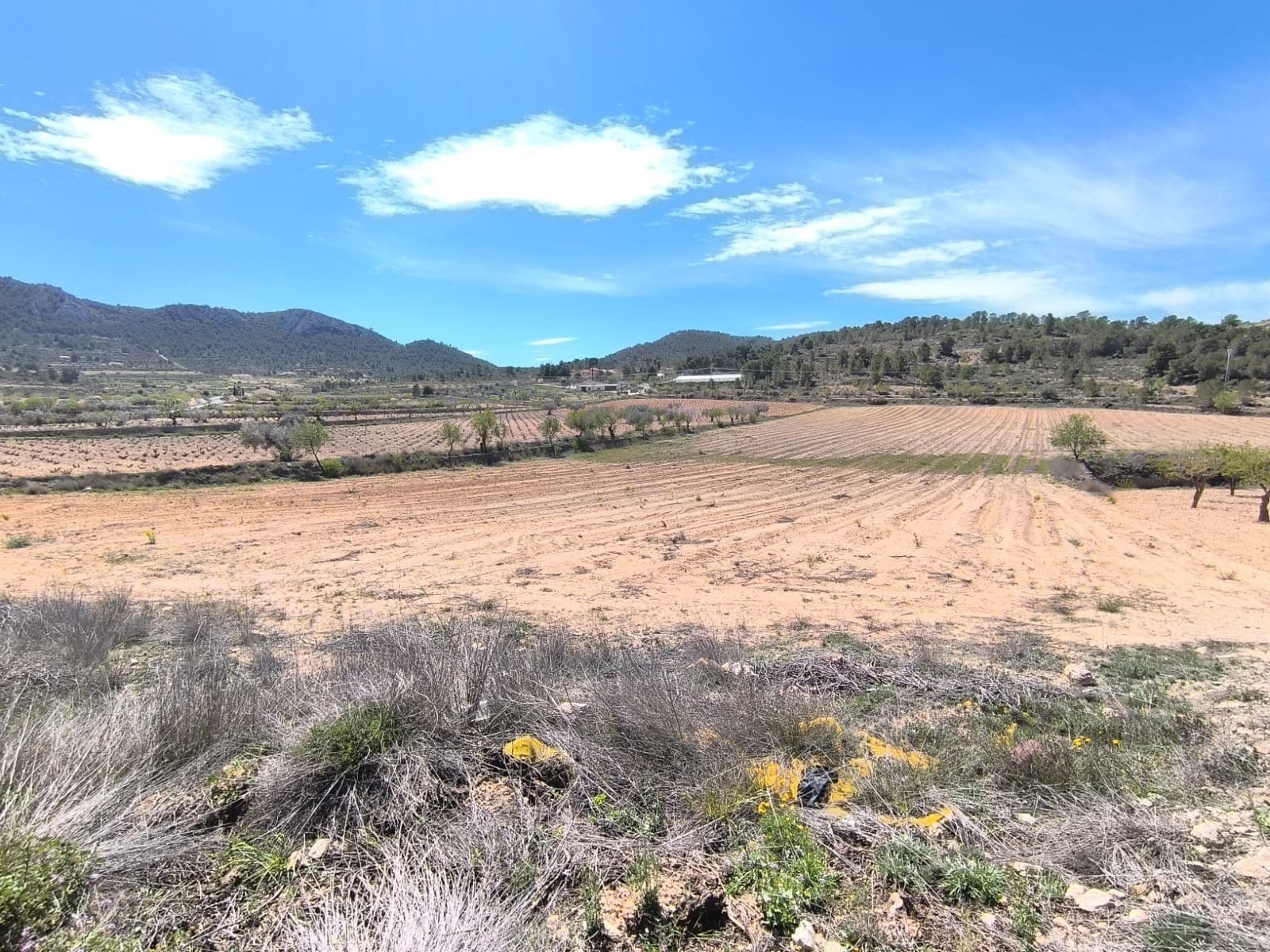 Se vende: Terreno de aprox. 27.000 m², ubicado cerca de La Zarza, en el municipio de Jumilla, a 15 minutos de Pinoso. El terreno consta de dos parcelas, divididas por un camino: 23.000 m² corresponden a un antiguo viñedo, actualmente en barbecho, y 4.000 m² a almendros y zonas agrestes. El terreno podría destinarse a fines agrícolas o a la construcción de una casa rural. Sobre la zona: La región de Murcia, en el sureste de España, es una importante productora de frutas, verduras y frutos secos. Los almendros son especialmente importantes, ya que el clima mediterráneo, seco y cálido de Murcia, y su suelo fértil son ideales para su cultivo. La región es uno de los principales productores de almendras de Europa, contribuyendo significativamente tanto al mercado local como al internacional. Sobre nosotros: Contamos con una amplia cartera de propiedades en la Costa Blanca y la Costa Cálida, especializándonos en fincas, villas, fincas, terrenos edificables y opciones de diseño y construcción en las regiones de Alicante y Murcia, con especial énfasis en Elda, Monóvar, Pinoso, Sax, Villena, Aspe, Fortuna, Albacete y muchas otras zonas de los alrededores. Llevamos establecidos desde 2004 y nuestro equipo cuenta con décadas de experiencia para ayudarle a encontrar y asegurar la casa de sus sueños. Le acompañamos en cada paso del proceso para garantizar que su compra en España sea segura y sin complicaciones. No estamos aquí para venderle una propiedad, sino para ayudarle a hacer realidad su sueño y encontrar la propiedad perfecta para usted. Con nosotros, está en las mejores manos. Contáctenos ahora para hablar sin compromiso sobre cómo usted también puede hacer realidad sus sueños.
