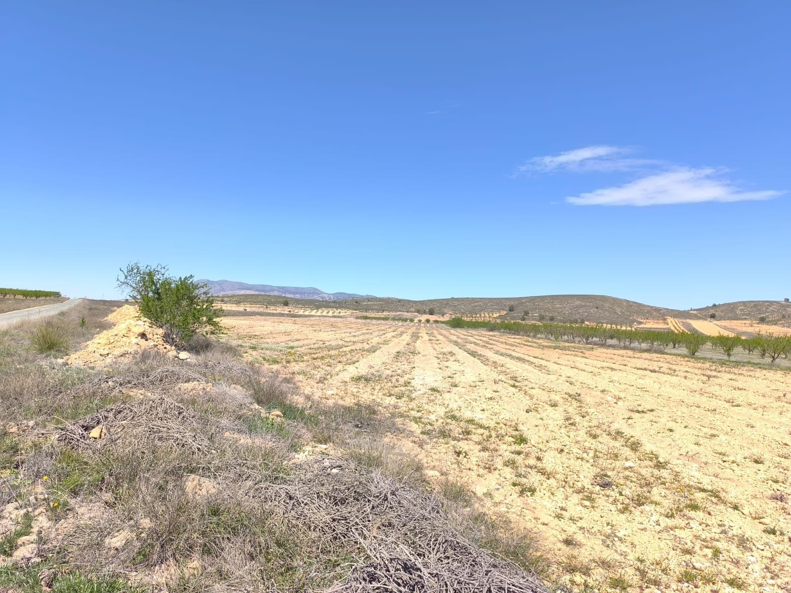 Se vende: Parcela de aprox. 42.000 m², de los cuales aproximadamente 15.000 m² son almendros en plena producción, el resto corresponde a un antiguo viñedo, actualmente en barbecho. El terreno se encuentra cerca de Cañada de la Leña, en el municipio de Albanilla. La parcela podría destinarse a fines agrícolas o a la construcción de una casa rural. Actualmente no dispone de agua ni electricidad, pero ambas podrían conectarse mediante puntos en el límite de la parcela. Fácil acceso por carretera asfaltada. Hay casas habitadas en las inmediaciones de la parcela. ¡No deje pasar esta oportunidad! Sobre la zona: La región de Murcia, en el sureste de España, es una importante productora de frutas, verduras y frutos secos. Los almendros son especialmente importantes, ya que el clima mediterráneo, seco y cálido de Murcia, y su suelo fértil son ideales para su cultivo. La región es uno de los principales productores de almendras de Europa, contribuyendo significativamente tanto al mercado local como al internacional. Sobre nosotros: Contamos con una amplia cartera de propiedades en la Costa Blanca y la Costa Cálida, especializándonos en fincas, villas, fincas, terrenos edificables y opciones de diseño y construcción en las regiones de Alicante y Murcia, con especial énfasis en Elda, Monóvar, Pinoso, Sax, Villena, Aspe, Fortuna, Albacete y muchas otras zonas de los alrededores. Llevamos establecidos desde 2004 y nuestro equipo cuenta con décadas de experiencia para ayudarle a encontrar y asegurar la casa de sus sueños. Le acompañamos en cada paso del proceso para garantizar que su compra en España sea segura y sin complicaciones. No estamos aquí para venderle una propiedad, sino para ayudarle a hacer realidad su sueño y encontrar la propiedad perfecta para usted. Con nosotros, está en las mejores manos. Contáctenos ahora para hablar sin compromiso sobre cómo usted también puede hacer realidad sus sueños.
