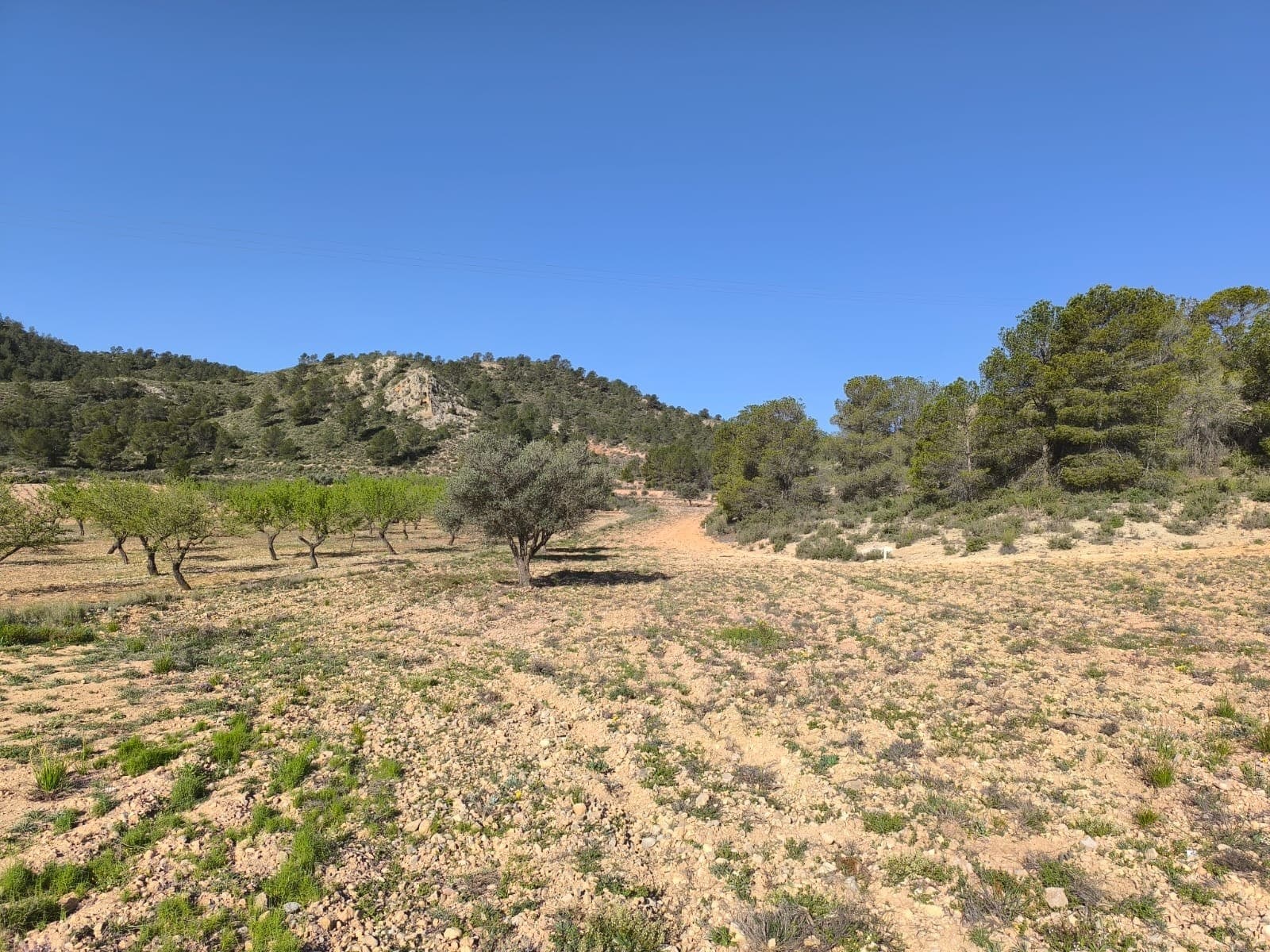 Parcela de 9700 m² en venta en Yecla. Terreno en barbecho y bien cuidado, junto a una carretera asfaltada, a unos 2 km del pueblo. Preparada para la conexión eléctrica. ¡Este no es un terreno edificable! Sin embargo, podría unirse con la parcela vecina para crear al menos 20.000 m², superficie necesaria para construir en Yecla. Sobre la zona: Yecla es famosa por su producción vinícola, sus monumentos históricos y su vibrante cultura local. Los paisajes naturales que la rodean ofrecen la oportunidad de practicar actividades al aire libre, mientras que el pueblo ofrece todos los servicios necesarios, como escuelas, tiendas y restaurantes. Esta propiedad combina la tranquilidad de la vida rural con fácil acceso a servicios modernos. Sobre nosotros: Contamos con una amplia cartera de propiedades en la Costa Blanca y la Costa Cálida, especializándonos en fincas, villas, fincas, terrenos edificables y opciones de diseño y construcción en las regiones de Alicante y Murcia, con especial énfasis en Elda, Monóvar, Pinoso, Sax, Villena, Aspe, Fortuna, Albacete y muchas otras zonas de los alrededores. Llevamos establecidos desde 2004 y nuestro equipo cuenta con décadas de experiencia para ayudarle a encontrar y asegurar la casa de sus sueños. Le acompañamos en cada paso del proceso para garantizar que su compra en España sea segura y sin complicaciones. No estamos aquí para venderle una propiedad, sino para ayudarle a hacer realidad su sueño y encontrar la propiedad perfecta para usted. Con nosotros, está en las mejores manos. Contáctenos ahora para hablar sin compromiso sobre cómo usted también puede hacer realidad sus sueños.