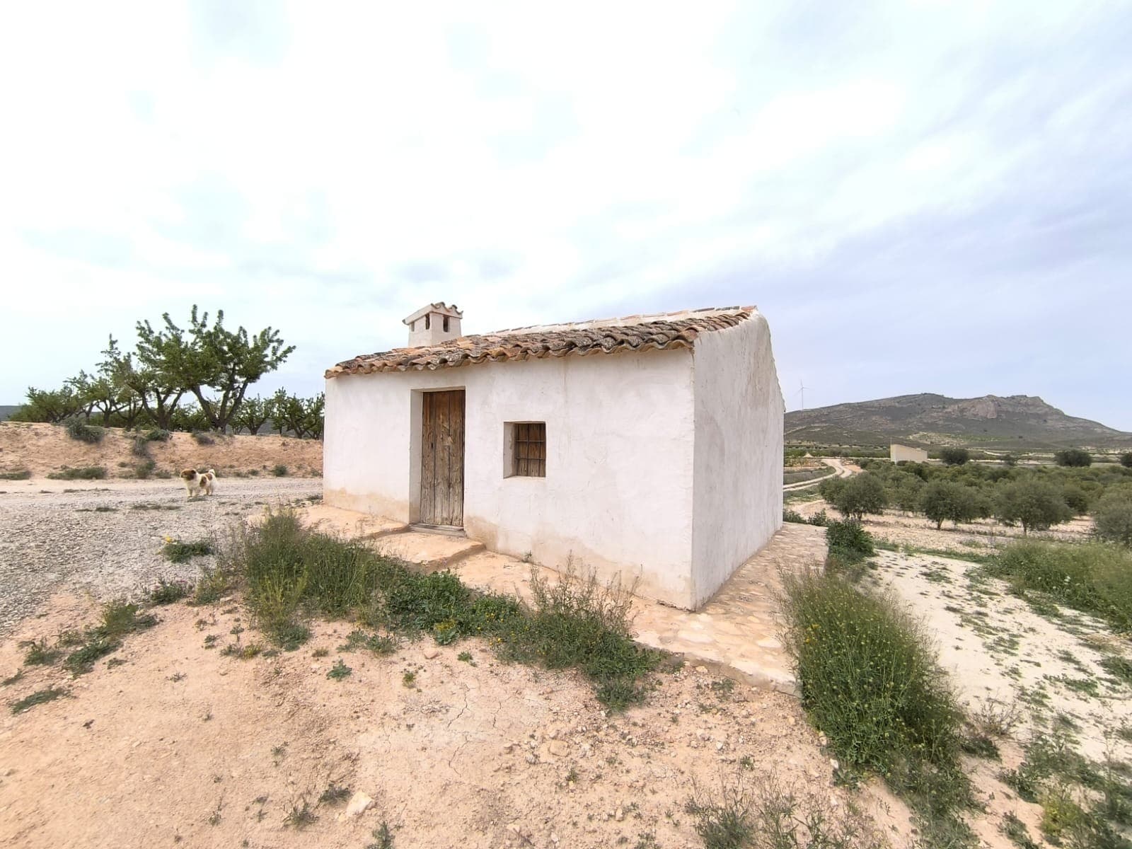 Chalet recién restaurado con una parcela de 30.000 m², ubicado en la zona rural de Jumilla, a solo 5 minutos en coche del pueblo. La propiedad es fácilmente accesible por un corto camino de tierra y se encuentra en un entorno tranquilo y pintoresco, rodeado de algunas casas del vecindario. En el terreno hay una casita restaurada de 30 m², con tres habitaciones vacías. Aunque actualmente no tiene conexión eléctrica, la red está disponible en el límite de la parcela. Además, la propiedad cuenta con un pozo que podría restaurarse para el consumo de agua. Esta parcela es potencialmente edificable e incluye un huerto de olivos sanos, con una producción media de 6 toneladas de aceitunas al año. La combinación de producción de aceitunas, una ubicación privilegiada y un precio bajo la convierten en una excelente oportunidad para invertir o construir la casa de sus sueños. Sobre la zona: Jumilla es un encantador pueblo famoso por sus pintorescos viñedos y su vibrante cultura local. Conocido principalmente por sus vinos galardonados, este pintoresco pueblo ofrece una combinación perfecta de tradición española y modernidad. Con sus monumentos históricos, sus animadas plazas y su hermoso paisaje rural, Jumilla ofrece un entorno ideal para quienes buscan un estilo de vida tranquilo y dinámico en la provincia de Murcia, a 80 minutos de la Costa Blanca. Sobre nosotros: Contamos con una amplia cartera de propiedades en la Costa Blanca y la Costa Cálida, especializándonos en fincas, villas, fincas, terrenos edificables y opciones de diseño y construcción en las regiones de Alicante y Murcia, con especial énfasis en Elda, Monóvar, Pinoso, Sax, Villena, Aspe, Fortuna, Albacete y muchas otras zonas de los alrededores. Llevamos establecidos desde 2004 y nuestro equipo cuenta con décadas de experiencia para ayudarle a encontrar y asegurar la casa de sus sueños. Le acompañamos en cada paso del proceso para garantizar que su compra en España sea segura y sin complicaciones. No estamos aquí para venderle una propiedad, sino para ayudarle a hacer realidad su sueño y encontrar la propiedad perfecta para usted. Con nosotros, está en las mejores manos. Contáctenos ahora para hablar sin compromiso sobre cómo usted también puede hacer realidad sus sueños.