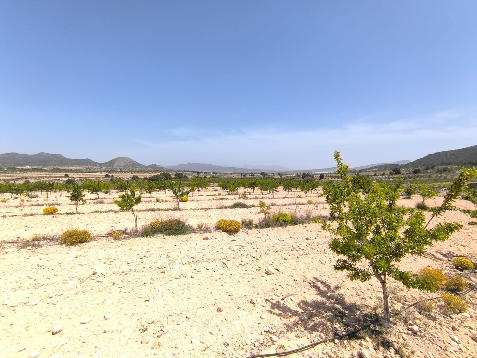 Ofrecemos este huerto ecológico de almendros y una parcela con potencial edificable, ubicada entre Pinoso y Monóvar, perteneciente al municipio de Monóvar. La parcela, de casi 15.000 m², se encuentra en un entorno tranquilo con impresionantes vistas a la montaña y cuenta con agua de riego. El acceso es por un camino de tierra, a 8 minutos en coche de Pinoso y a 12 minutos de Monóvar. El terreno está plantado de almendros jóvenes en plena producción, regados con un moderno sistema de riego. Sobre la zona: Monóvar (Alicante, España), conocida por su impresionante campiña y su acogedor ambiente, ofrece una combinación perfecta de cultura tradicional española y comodidades modernas. Rodeada de pintorescos viñedos y ondulantes colinas, la localidad es reconocida por su calidad de vida, con excelentes servicios locales, colegios y fácil acceso a las vibrantes ciudades de Alicante y Elche, así como al aeropuerto y a las playas del Mediterráneo. La región es un importante productor de frutas, verduras y frutos secos. Los almendros son especialmente importantes, ya que el clima seco y cálido y la tierra fértil son ideales para su cultivo. Sobre nosotros: Contamos con una amplia cartera de propiedades en la Costa Blanca y la Costa Cálida, especializándonos en fincas, villas, fincas, terrenos edificables y opciones de diseño y construcción en las regiones de Alicante y Murcia, con especial énfasis en Elda, Monóvar, Pinoso, Sax, Villena, Aspe, Fortuna, Albacete y muchas otras zonas de los alrededores. Llevamos establecidos desde 2004 y nuestro equipo cuenta con décadas de experiencia para ayudarle a encontrar y asegurar la casa de sus sueños. Le acompañamos en cada paso del proceso para garantizar que su compra en España sea segura y sin complicaciones. No estamos aquí para venderle una propiedad, sino para ayudarle a hacer realidad su sueño y encontrar la propiedad perfecta para usted. Con nosotros, está en las mejores manos. Contáctenos ahora para hablar sin compromiso sobre cómo usted también puede hacer realidad sus sueños.