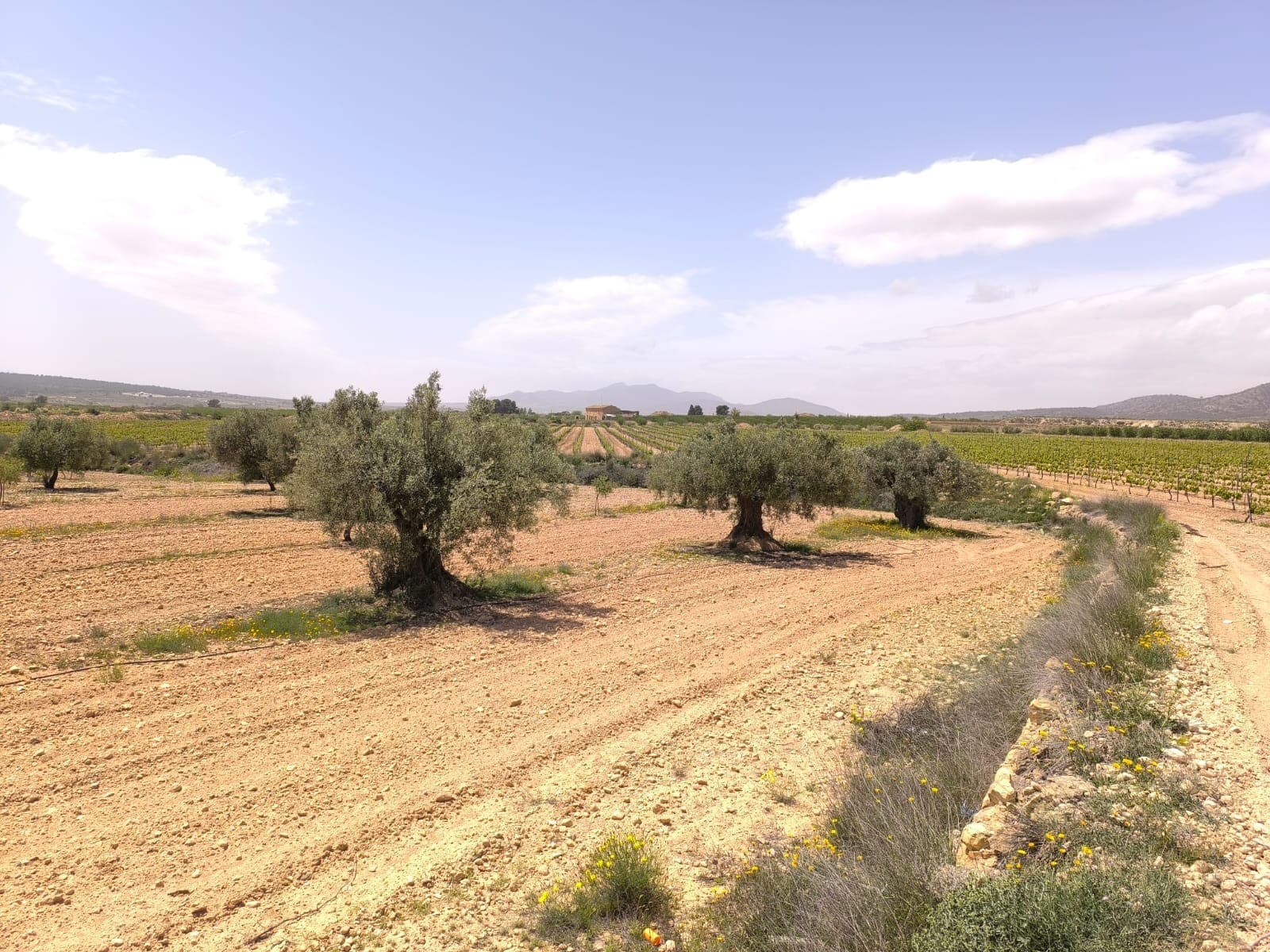 ¿Busca un pequeño proyecto agrícola o un lugar tranquilo para aparcar su furgoneta? Descubra nuestro maravilloso huerto cerca de Pinoso de 5750 m². Cuenta con almendros adultos y olivos centenarios, todos sanos, podados y en plena producción, con sistema de riego. La parcela, con sus bonitas vistas a la montaña, tiene acceso directo por un camino de tierra y conexión de agua para riego. Debido a su tamaño, esta propiedad no es edificable. Sobre la zona: La Región de Murcia, en el sureste de España, es una importante productora de frutas, verduras y frutos secos. Los almendros son especialmente importantes, ya que el clima mediterráneo, seco y cálido de Murcia, y su suelo fértil son ideales para su cultivo. La región es uno de los principales productores de almendras de Europa, contribuyendo significativamente tanto al mercado local como al internacional. Sobre nosotros: Contamos con una amplia cartera de propiedades en la Costa Blanca y la Costa Cálida, especializándonos en fincas, villas, fincas, terrenos edificables y opciones de diseño y construcción en las regiones de Alicante y Murcia, con especial énfasis en Elda, Monóvar, Pinoso, Sax, Villena, Aspe, Fortuna, Albacete y muchas otras zonas de los alrededores. Llevamos establecidos desde 2004 y nuestro equipo cuenta con décadas de experiencia para ayudarle a encontrar y asegurar la casa de sus sueños. Le acompañamos en cada paso del proceso para garantizar que su compra en España sea segura y sin complicaciones. No estamos aquí para venderle una propiedad, sino para ayudarle a hacer realidad su sueño y encontrar la propiedad perfecta para usted. Con nosotros, está en las mejores manos. Contáctenos ahora para hablar sin compromiso sobre cómo usted también puede hacer realidad sus sueños.