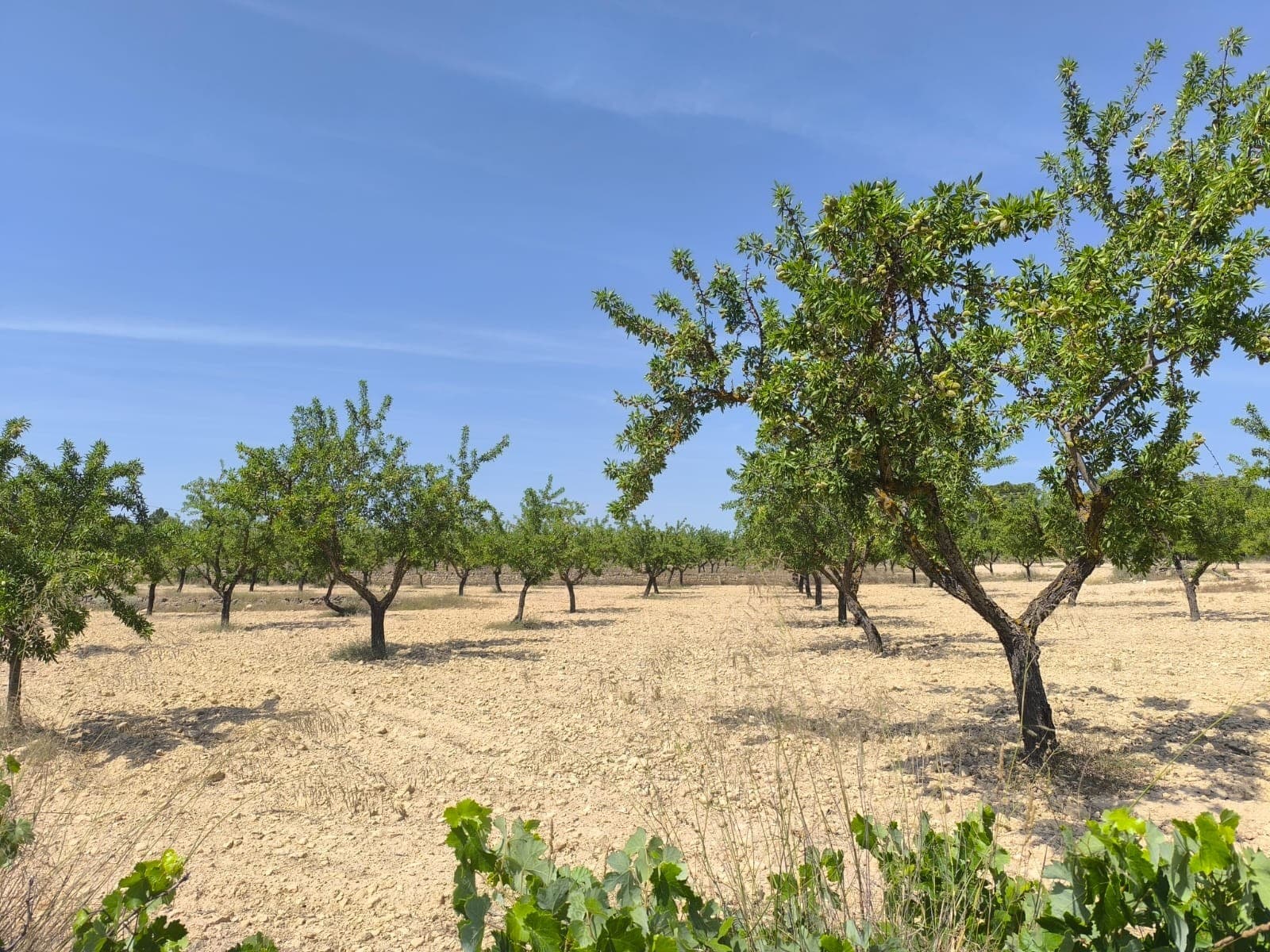 This 30,418 m² plot of land offers a fantastic opportunity to create a custom home in a peaceful rural setting near Monóvar. In this area you can build up to 2% over two levels. This provides more than enough space for a spacious villa, garden, and pool while maintaining privacy and open surroundings.Located just a short drive from the town of Monóvar, this area is known for its natural landscapes, vineyards, and welcoming local community. Monóvar offers all essential services such as supermarkets, medical care, schools, and restaurants, while still preserving a tranquil and traditional atmosphere. The plot also benefits from good road connections to nearby towns and is within reasonable distance to the coast and Alicante airport. This is a great opportunity for those looking to build in a scenic and accessible part of Alicante province.We have a large portfolio of properties in the Costa Blanca and Costa Calida areas, specialising in country properties, villas, fincas, building plots and design and build options in the Alicante and Murcia regions with a particular emphasis on Elda, Monovar, Pinoso, Sax, Villena, Aspe, Fortuna, Albacete and many more surrounding areas. We have been established since 2004 and have decades of experience between the team which we bring to bear to help you find and secure your new dream home. We help you every step of the way to make sure your purchase in Spain is safe and hassle free. We are not here to sell you a property, we are here to help you realise your dream and find what is right for you. With us you are in the safest hands. Contact us now to have a no obligation chat about how you too can realise your dreams.