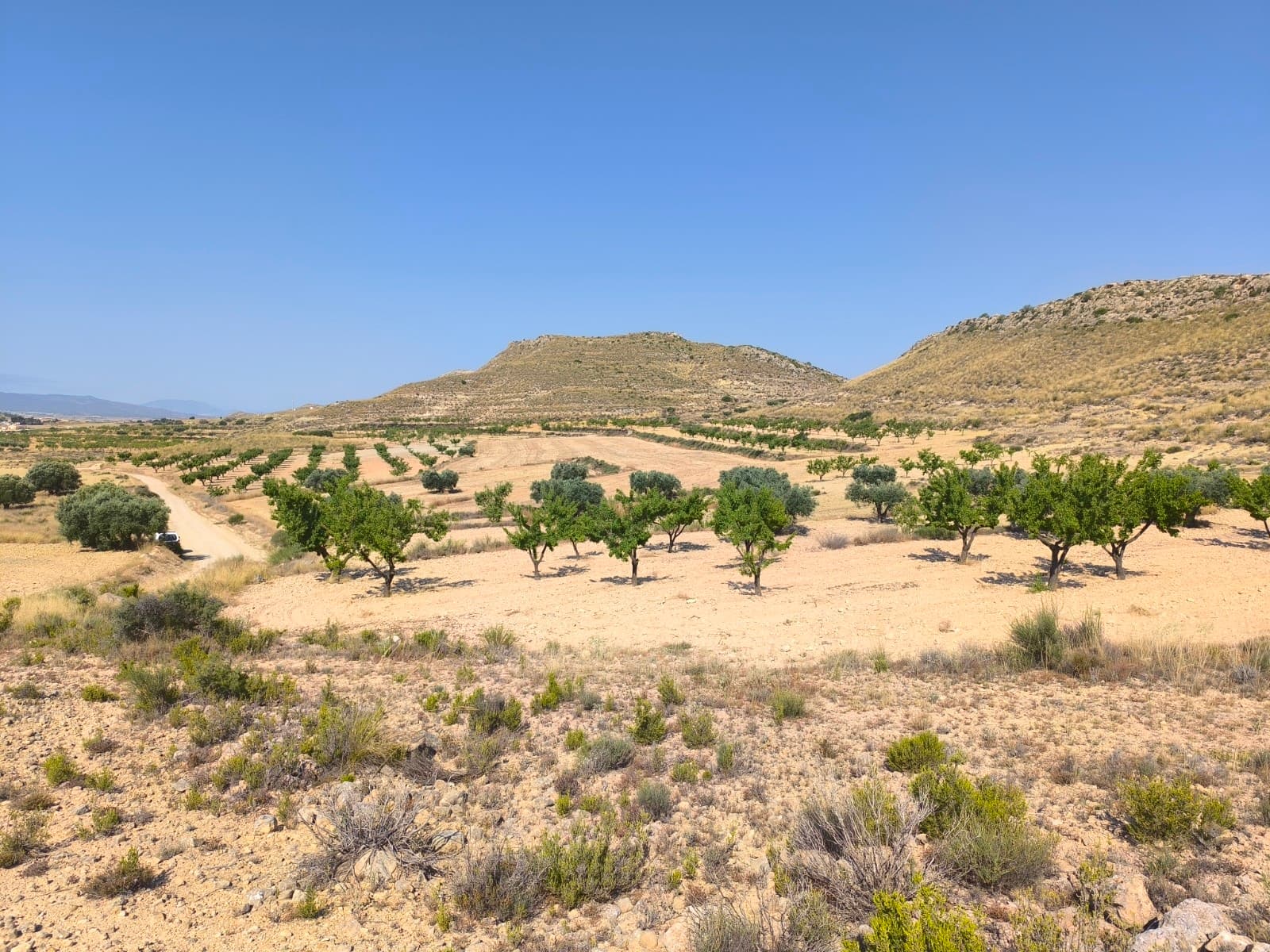 This spacious building plot of over 27,000 m² offers breathtaking views of nature and the surrounding mountains. Situated in a quiet area, within walking distance of the charming village of Torre del Rico, where you can enjoy the local atmosphere in the cozy village bar.There is also a possibility of expansion: this plot can be combined with the adjacent land, which gives a total of over 41,000 m² of land.The plot next to it has irrigation water, ideal for agricultural purposes or creating a garden or vineyard. Irrigation water can also be used in house, just not for drinking.The lively town of Pinoso is only a 10-minute drive away and offers all necessary amenities: medical services, supermarkets, shops, restaurants and bars.A unique opportunity for those looking for peace, nature and space – with all the comforts within reach.Watch our video and enjoy the views.
