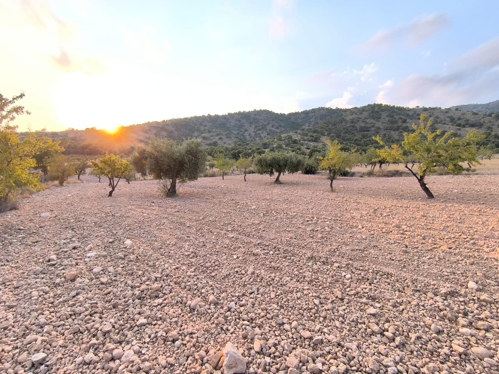 We present this Land of 4797 m2 for sale in Pinoso. The land, partially flat, partially in a small slope, is located 3.5 km from Lel and 9.5 km from Pinoso. The plot is planted with almond trees in production, olives and figs, has one neighbour, and stunning mountain views. Access by a dirt road. Due to its size, this is NOT a building plot. If you liked this property, do not hesitate to contact us to organize a visit, we will be happy to help you!About the area: Pinoso (Alicante, Spain), known for its stunning countryside, and welcoming atmosphere, offers a perfect blend of traditional Spanish culture and modern conveniences. Surrounded by picturesque vineyards and rolling hills, Pinoso is renowned for its quality of life, with excellent local amenities, schools, and easy access to both the vibrant cities of Alicante and Elche, as well as beautiful Mediterranean beaches. Whether you're seeking a peaceful rural retreat or a family-friendly community, Pinoso is an ideal place to invest in property, combining serene living with great potential for growth.About us: We have a large portfolio of properties in the Costa Blanca and Costa Calida areas, specialising in country properties, villas, fincas, building plots and design and build options in the Alicante and Murcia regions with a particular emphasis on Elda, Monovar, Pinoso, Sax, Villena, Aspe, Fortuna, Albacete and many more surrounding areas. We have been established since 2004 and have decades of experience between the team which we bring to bear to help you find and secure your new dream home. We help you every step of the way to make sure your purchase in Spain is safe and hassle free. We are not here to sell you a property, we are here to help you realise your dream and find what is right for you. With us you are in the safest hands. Contact us now to have a no obligation chat about how you too can realise your dreams.