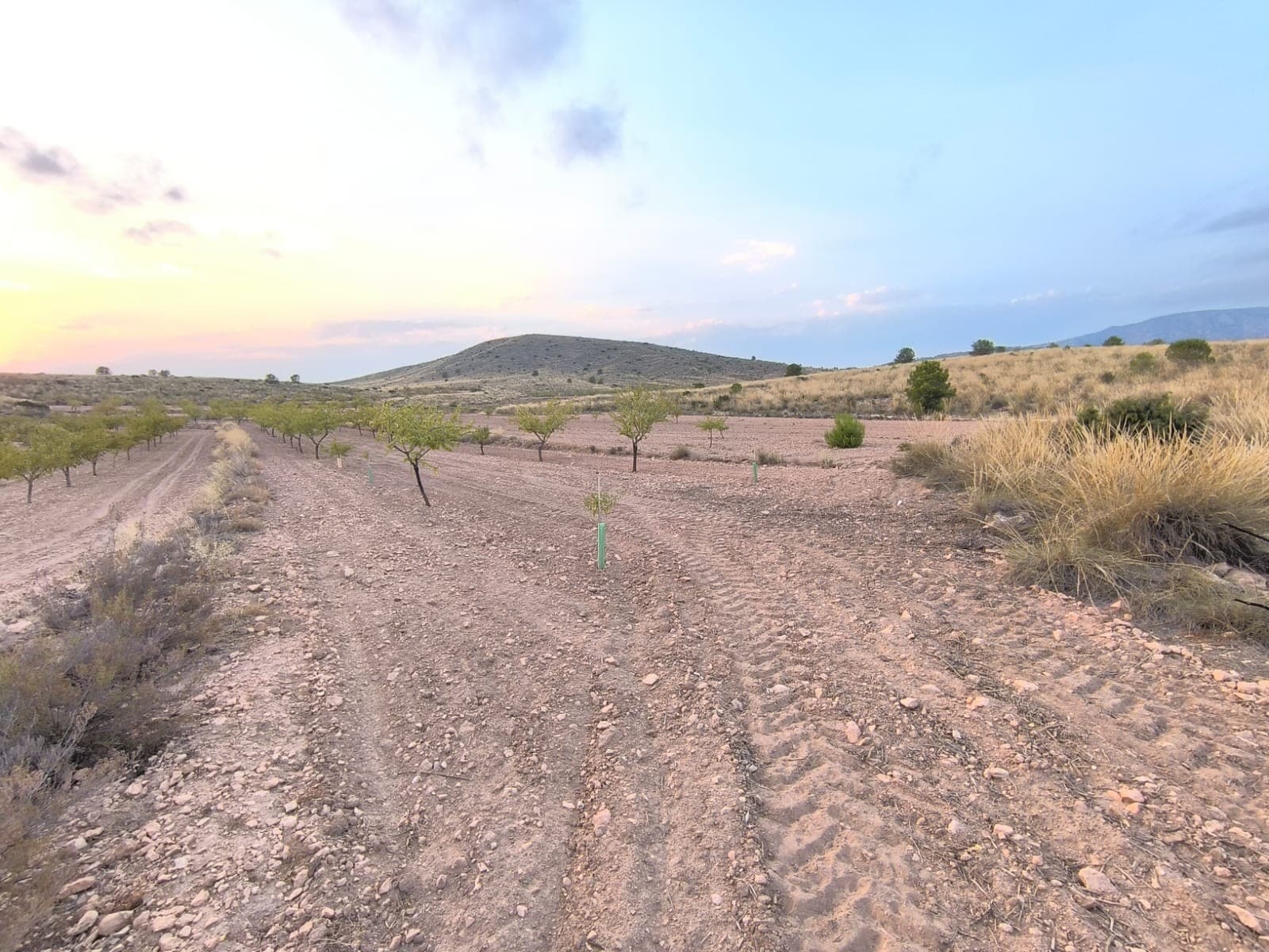 Discover this Building Plot of 10354 m2 for sale in Pinoso for a bargain price! Wonderful opportunity to build your off-grid dream house in beautiful environment! The land, consisting of 2 flat terraces, is located only 1.5 km from Paredon (with local bar) and 5.5 km from Pinoso.. The plot, planted with almond trees in production, is backed by a mountain, offering both privacy and beautiful views. No neighbours around! Access by a convenient dirt road. We can help you with the building design and connect you with builders, solar panels company etc. If you liked this property, do not hesitate to contact us to organize a visit, we will be happy to help you!About the area: Pinoso (Alicante, Spain), known for its stunning countryside, and welcoming atmosphere, offers a perfect blend of traditional Spanish culture and modern conveniences. Surrounded by picturesque vineyards and rolling hills, Pinoso is renowned for its quality of life, with excellent local amenities, schools, and easy access to both the vibrant cities of Alicante and Elche, as well as beautiful Mediterranean beaches. Whether you're seeking a peaceful rural retreat or a family-friendly community, Pinoso is an ideal place to invest in property, combining serene living with great potential for growth.About us: We have a large portfolio of properties in the Costa Blanca and Costa Calida areas, specialising in country properties, villas, fincas, building plots and design and build options in the Alicante and Murcia regions with a particular emphasis on Elda, Monovar, Pinoso, Sax, Villena, Aspe, Fortuna, Albacete and many more surrounding areas. We have been established since 2004 and have decades of experience between the team which we bring to bear to help you find and secure your new dream home. We help you every step of the way to make sure your purchase in Spain is safe and hassle free. We are not here to sell you a property, we are here to help you realise your dream and find what is right for you. With us you are in the safest hands. Contact us now to have a no obligation chat about how you too can realise your dreams.