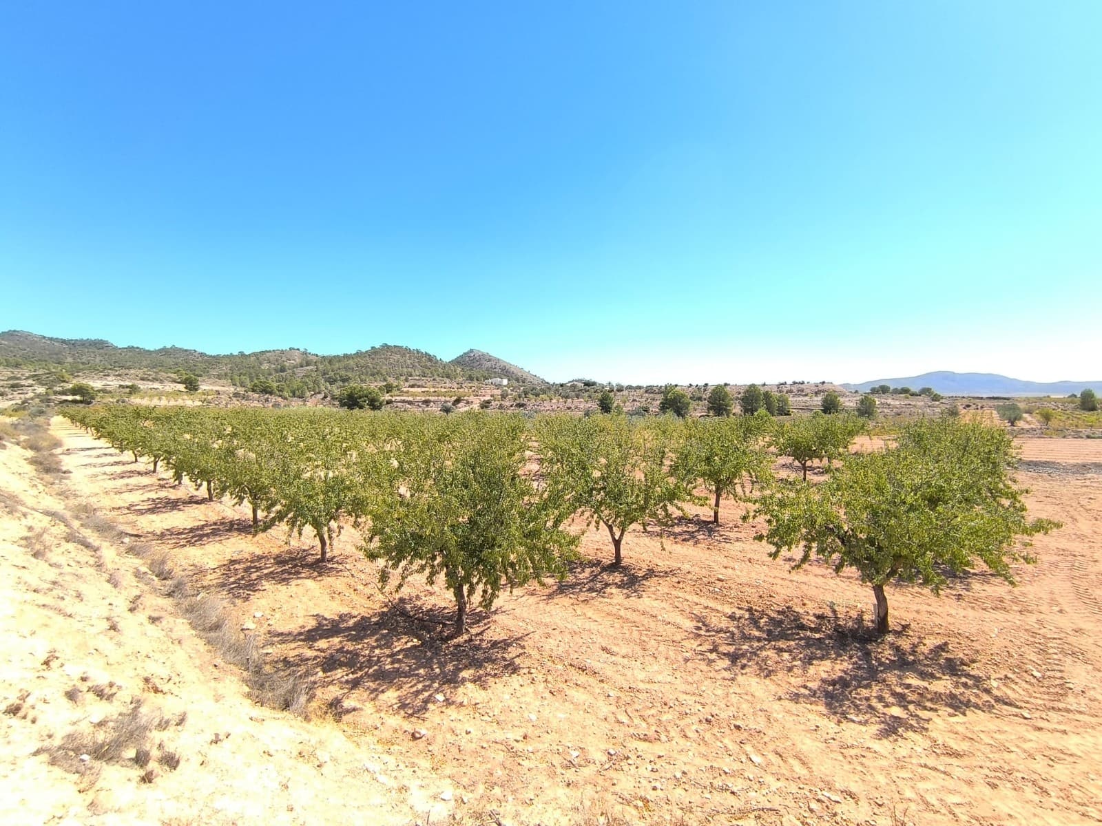 Rural plot in Cañadas de Don Ciro, an agricultural area north of Monovar. Features an almond orchard, irrigated, in full production. This plot offers charming sceneries, it has mostly an even terrain, an irrigation water connection, and is accessible by a convenient dirt road. Distances: 5 km from village of Ubeda, 15 min ride from Pinoso, 17 min from Monovar. Due to its size, this is NOT a building parcel.About the area: Monovar (Alicante, Spain), known for its stunning countryside, and welcoming atmosphere, offers a perfect blend of traditional Spanish culture and modern conveniences. Surrounded by picturesque vineyards and rolling hills, the town is renowned for its quality of life, with excellent local amenities, schools, and easy access to both the vibrant cities of Alicante and Elche, as well as airport and Mediterranean beaches. The region of Murcia is a major producer of fruits, vegetables, and nuts. Almond trees are particularly important, as local dry, warm climate, and fertile soil are ideal for their cultivation.About us: We have a large portfolio of properties in the Costa Blanca and Costa Calida areas, specialising in country properties, villas, fincas, building plots and design and build options in the Alicante and Murcia regions with a particular emphasis on Elda, Monovar, Pinoso, Sax, Villena, Aspe, Fortuna, Albacete and many more surrounding areas. We have been established since 2004 and have decades of experience between the team which we bring to bear to help you find and secure your new dream home. We help you every step of the way to make sure your purchase in Spain is safe and hassle free. We are not here to sell you a property, we are here to help you realise your dream and find what is right for you. With us you are in the safest hands. Contact us now to have a no obligation chat about how you too can realise your dreams.