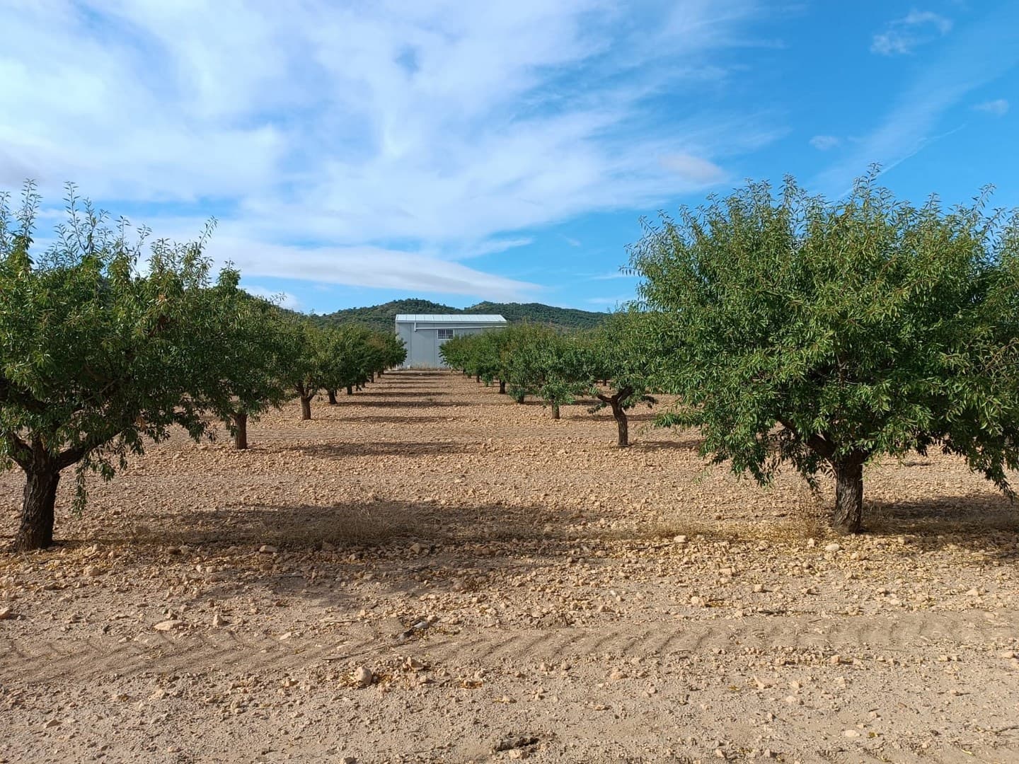 ¡Espectacular oportunidad de inversión ! ¡Inversión pasiva en terrenos o en una explotación agrícola! Impresionante propiedad de 58 hectáreas (143 acres), de las cuales 48 son plantaciones ecológicas de almendros en plena producción. La propiedad cuenta con almendros de las variedades "antoñeta" y "ferragnés". El resto de la propiedad (9,5 hectáreas) es una zona natural de montaña. El huerto cuenta con certificación ecológica vigente. La propiedad cuenta con dos naves: una grande de 150 m² y otra pequeña de 80 m². Buen acceso. Gran rentabilidad. ¡No dudes en contactarnos para concertar una visita! Sobre la zona: La región de Murcia, en el sureste de España, es una importante productora de frutas, verduras y frutos secos. Los almendros son especialmente importantes, ya que el clima mediterráneo, seco y cálido de Murcia, y su fértil suelo son ideales para su cultivo. La región es una de las principales productoras de almendras de Europa, contribuyendo significativamente tanto al mercado local como al internacional. Yecla es una encantadora e histórica ciudad de aproximadamente 35.000 habitantes, ubicada en la región de Murcia. Es famosa por sus vinos galardonados, sus monumentos históricos y su vibrante cultura local. Con una comunidad local amable, mercados animados, excelente gastronomía y fácil acceso a la naturaleza, Yecla es una ubicación ideal a solo una hora de la costa y del aeropuerto de Alicante. Sobre nosotros: Disponemos de una amplia cartera de propiedades en la Costa Blanca y la Costa Cálida, especializándonos en fincas, villas, fincas, terrenos edificables y opciones de diseño y construcción en las regiones de Alicante y Murcia, con especial énfasis en Elda, Monóvar, Pinoso, Sax, Villena, Aspe, Fortuna, Albacete y muchas otras zonas de los alrededores. Llevamos establecidos desde 2004 y nuestro equipo cuenta con décadas de experiencia para ayudarle a encontrar y asegurar la casa de sus sueños. Le acompañamos en cada paso del proceso para garantizar que su compra en España sea segura y sin complicaciones. No estamos aquí para venderle una propiedad, sino para ayudarle a hacer realidad su sueño y encontrar la propiedad perfecta para usted. Con nosotros, está en las mejores manos. Contáctenos ahora para hablar sin compromiso sobre cómo usted también puede hacer realidad sus sueños.